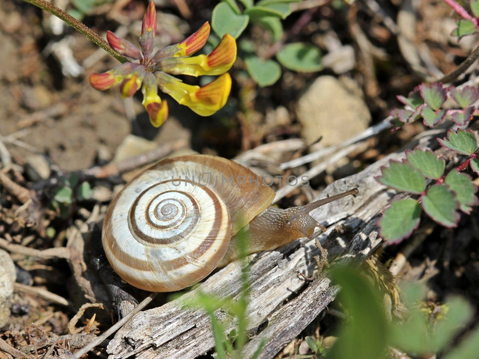 Western heather snail