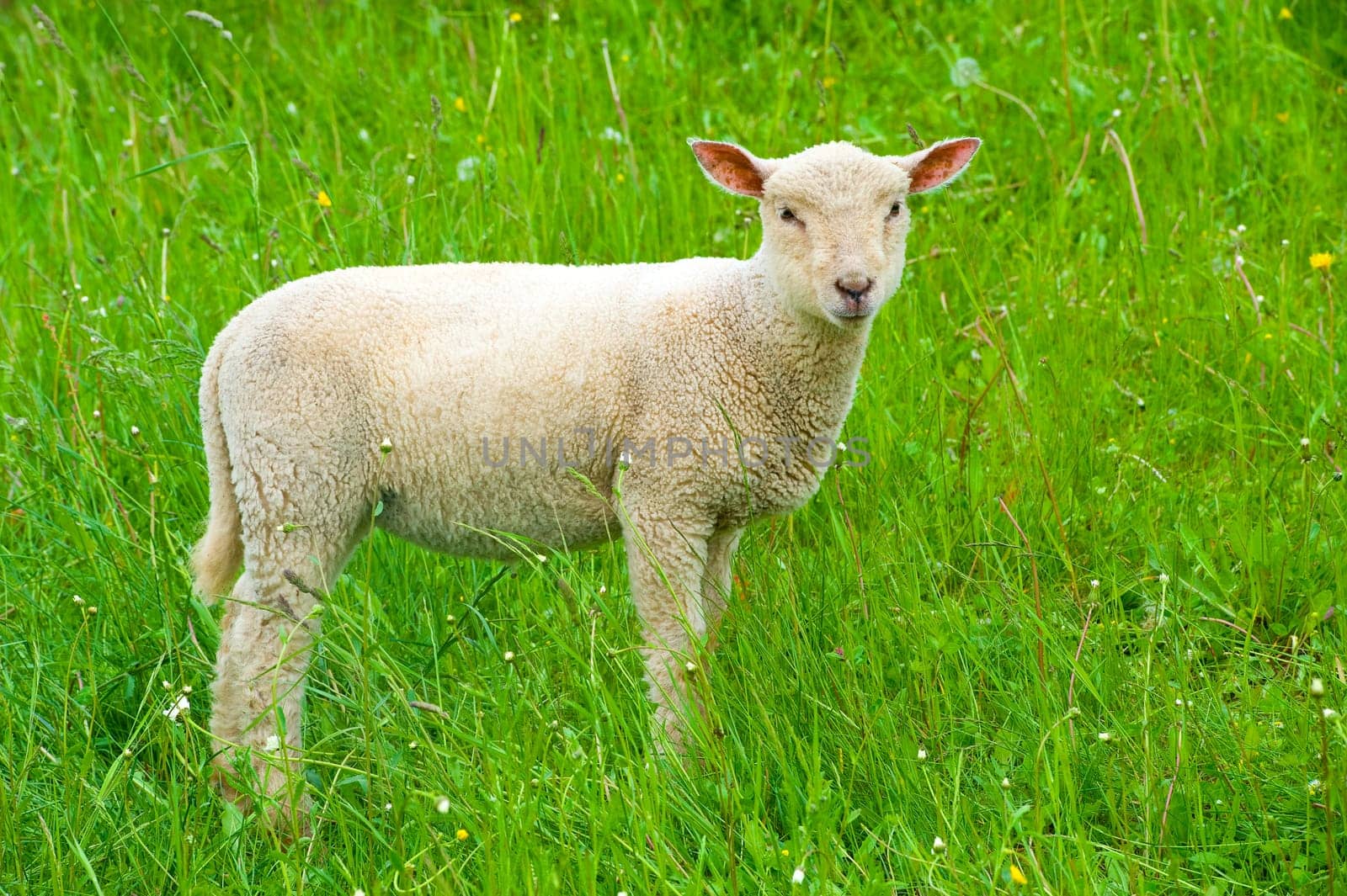 Lamb