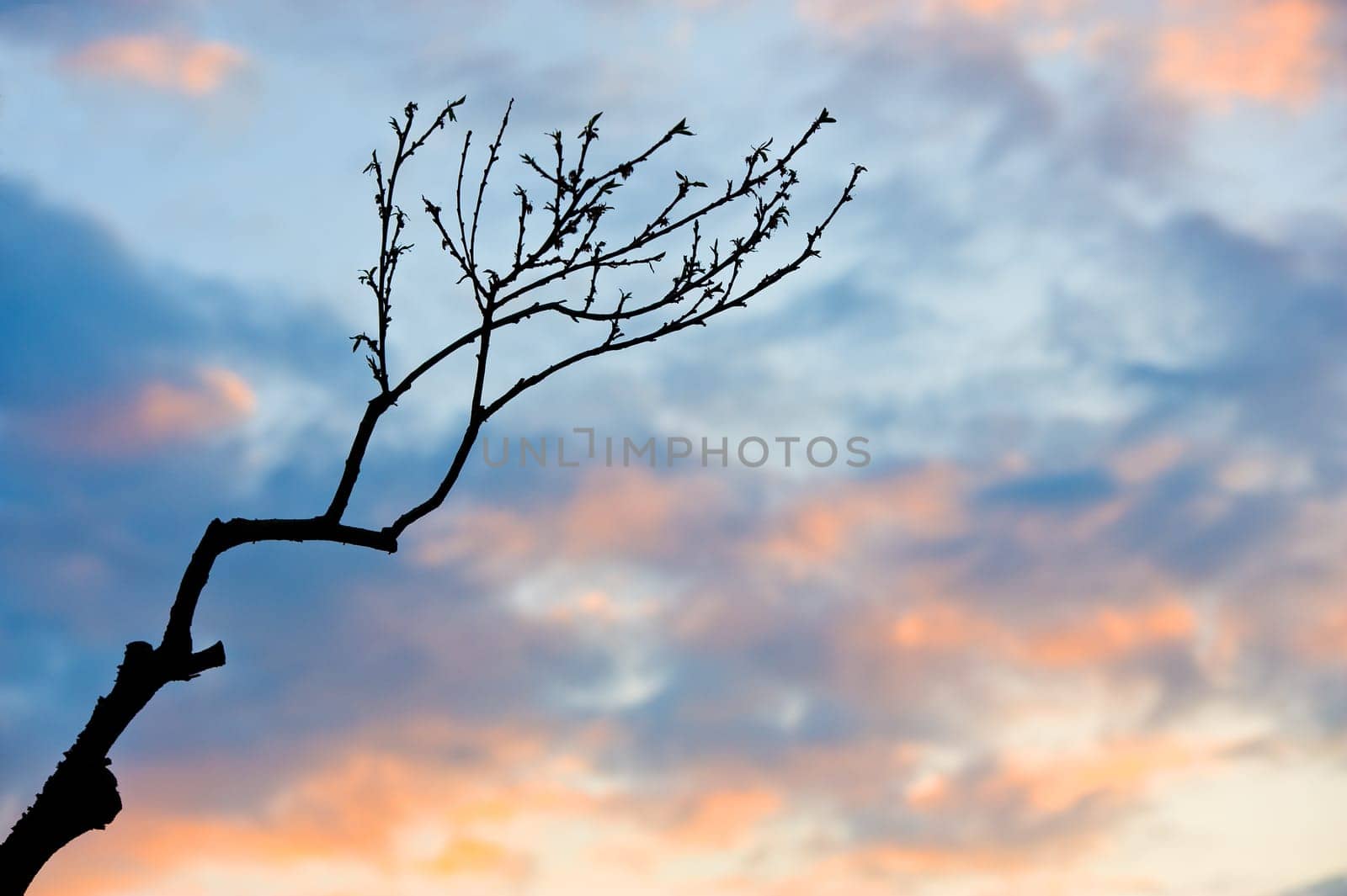 bare branch in front of evening- sky