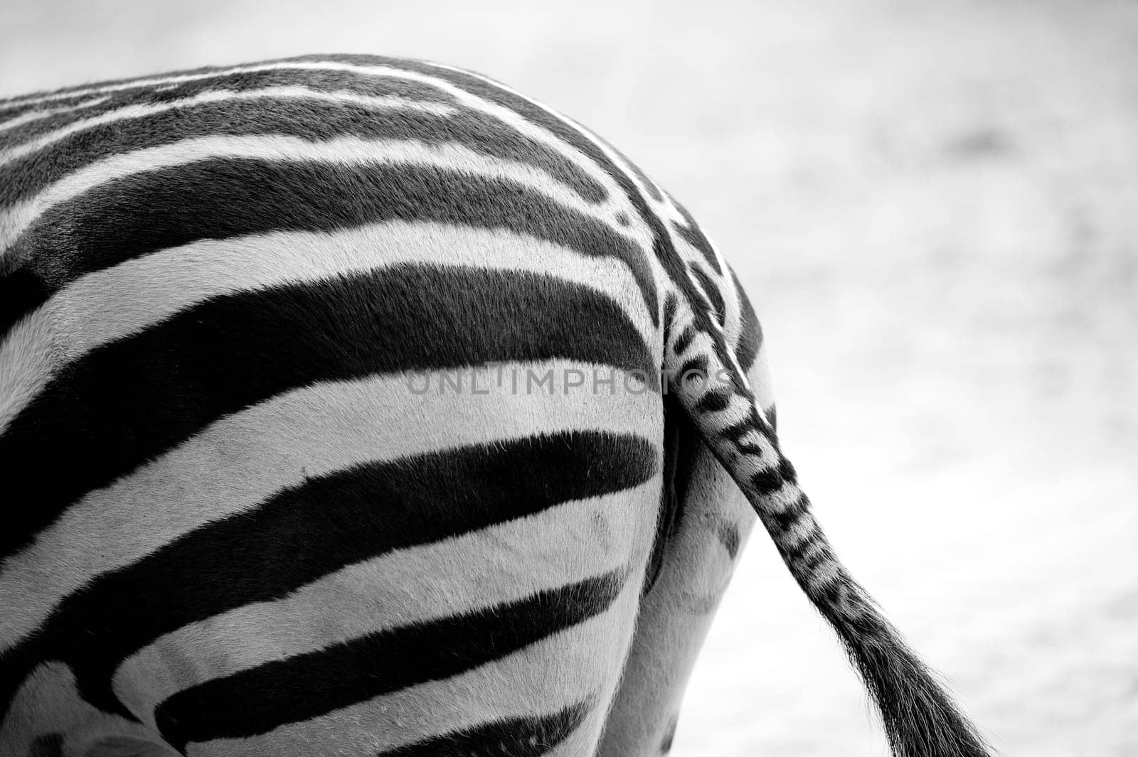 zebra back