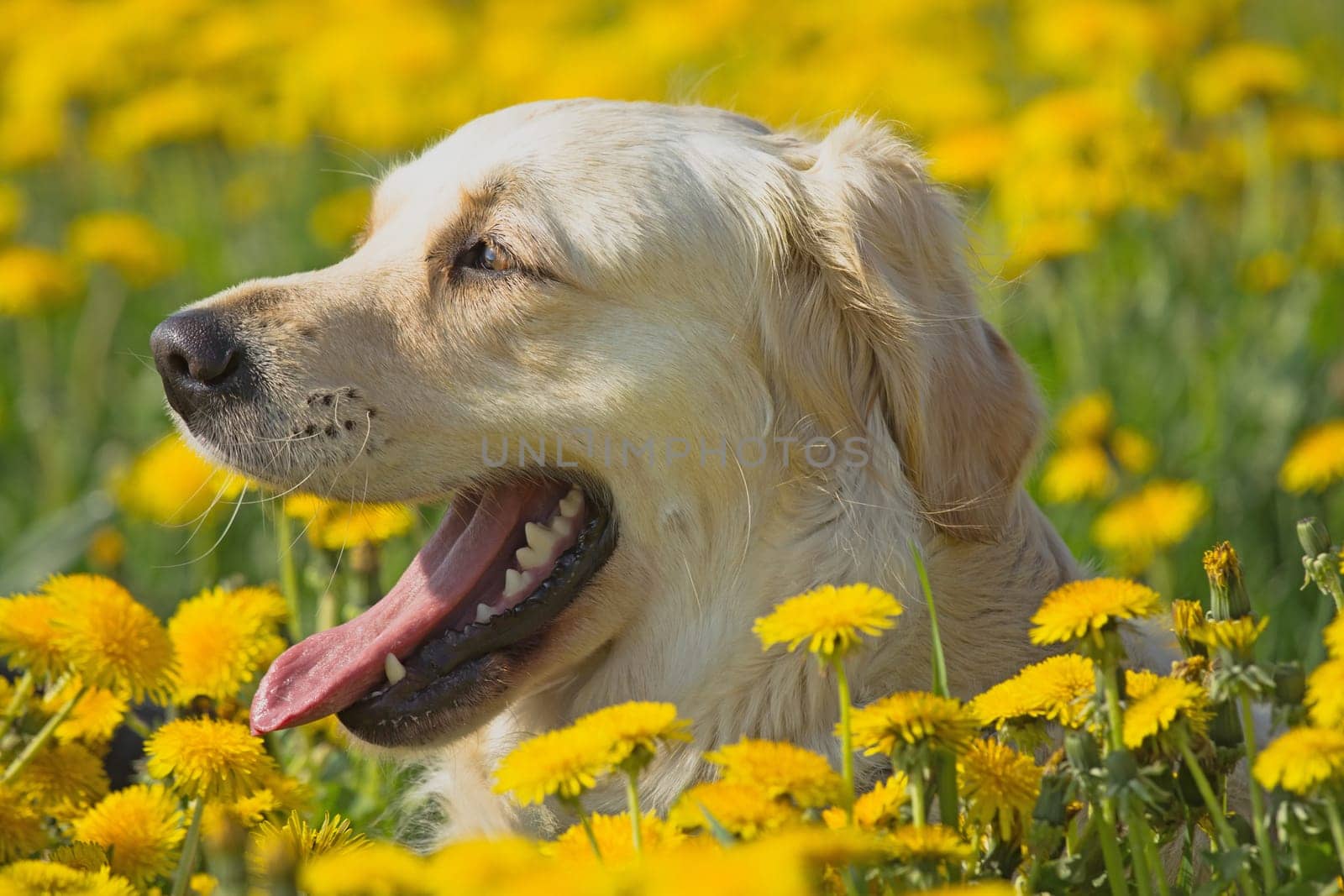 Happy Golden Retriever in flower meadow of yellow dandelions