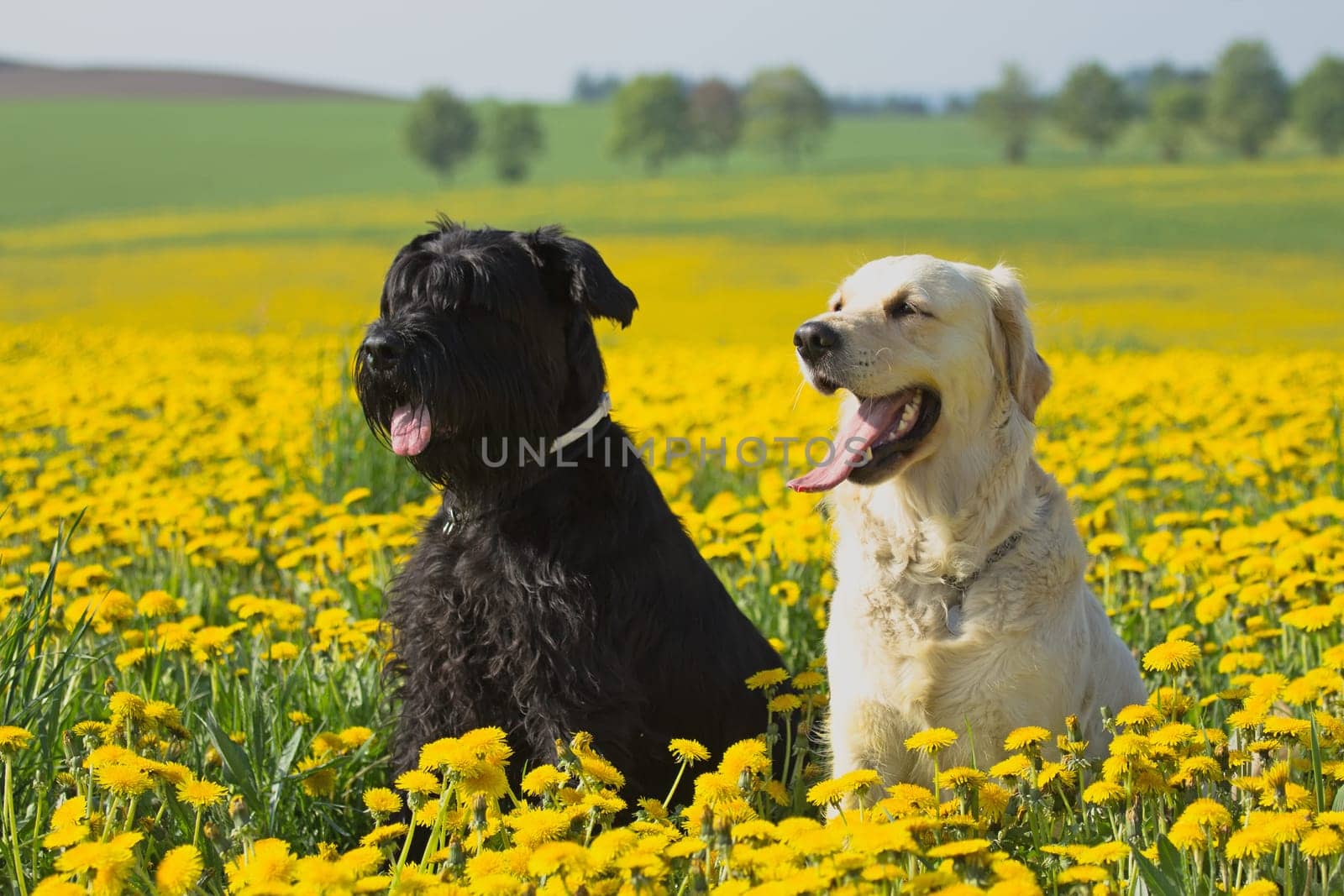 Golden Retriever and Big Black Schnauzer sitting  in flower meadow of yellow dandelions