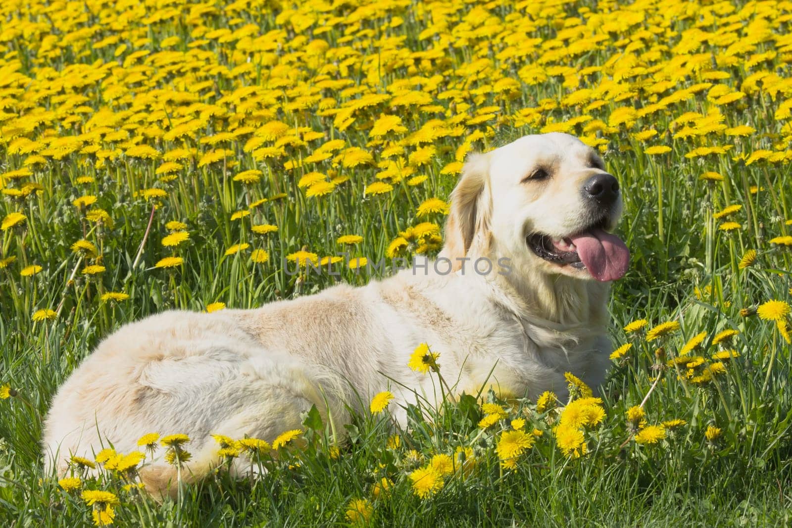 Happy Golden Retriever in flower meadow of yellow dandelions