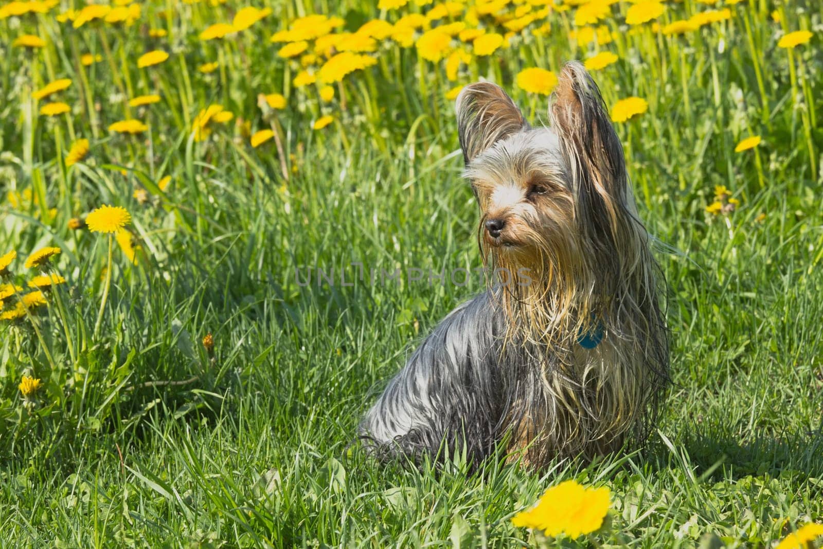 Happy yorkshire terrier in the dandelion meadow