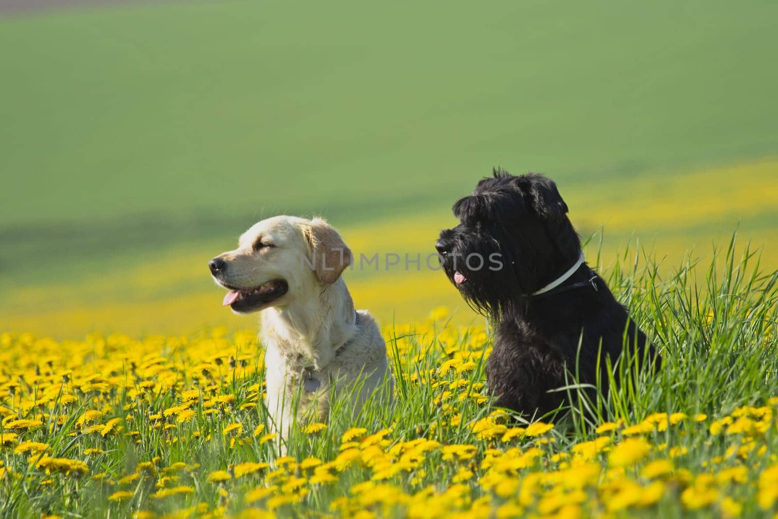 Golden Retriever and Big Black Schnauzer sitting  in flower meadow of yellow dandelions