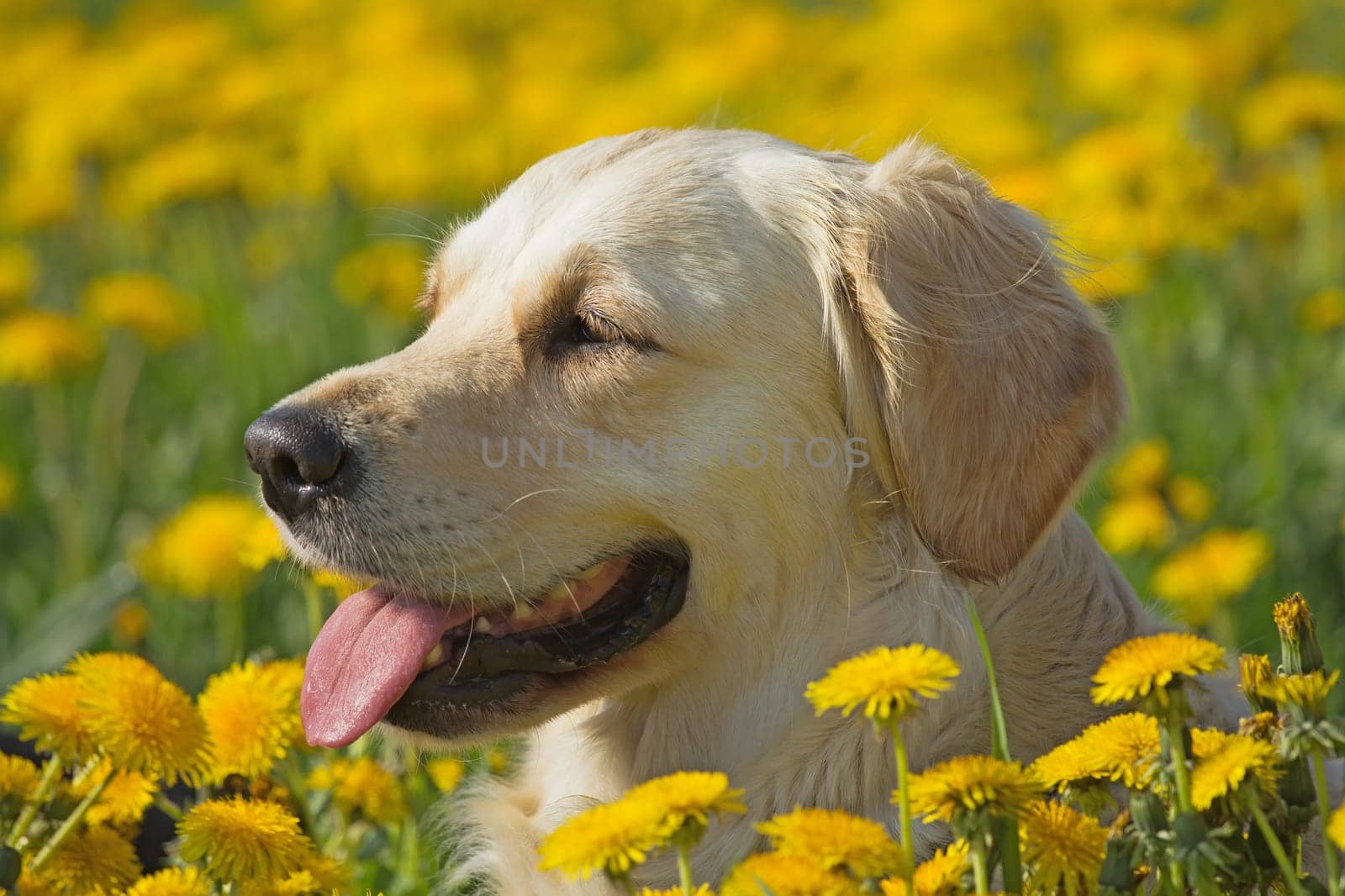 Happy Golden Retriever in flower meadow of yellow dandelions