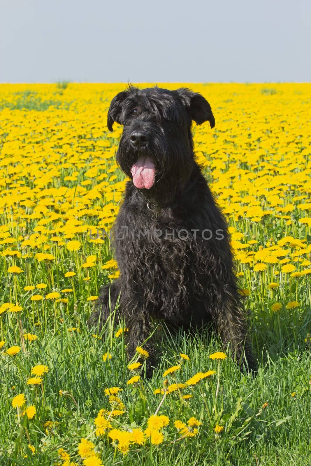 Big black schnauzer dog sitting on dandelion meadow
