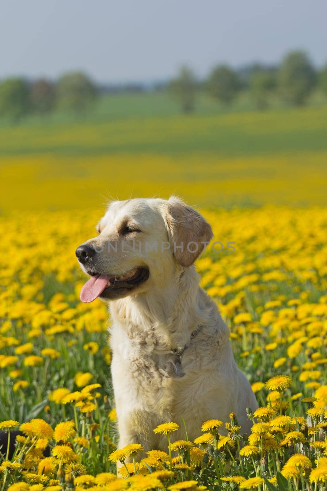 Happy Golden Retriever in flower meadow of yellow dandelions