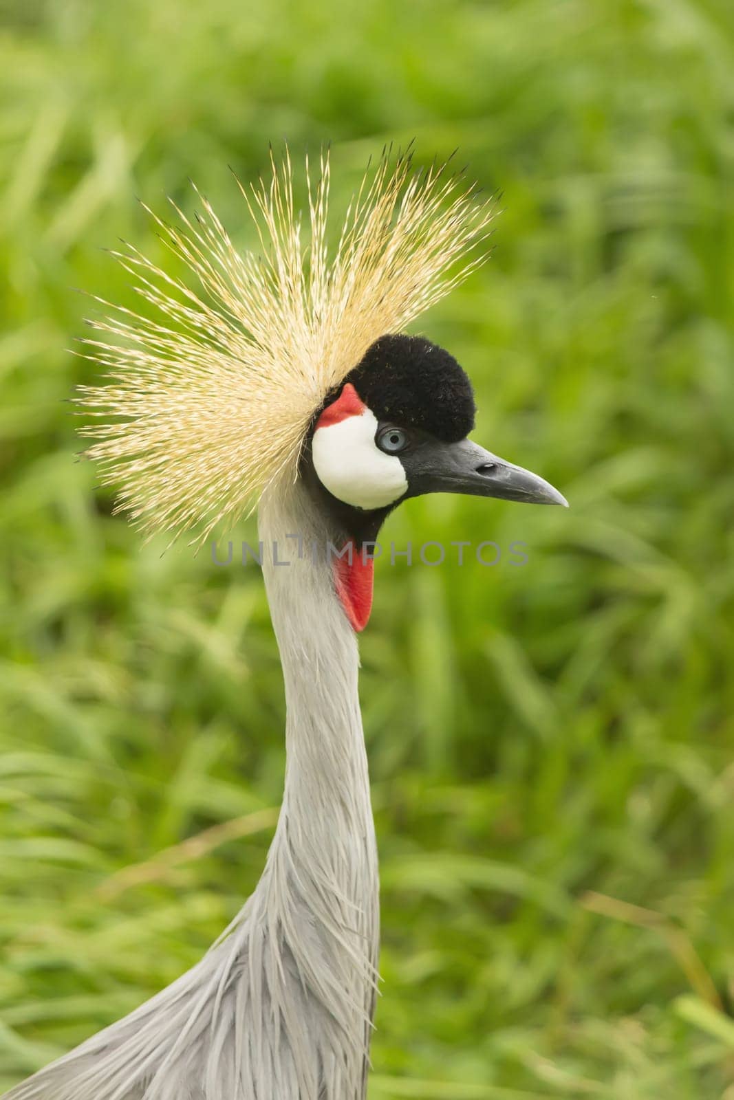 Portrait of Gray Crowned Crane (Balearica regulorum)