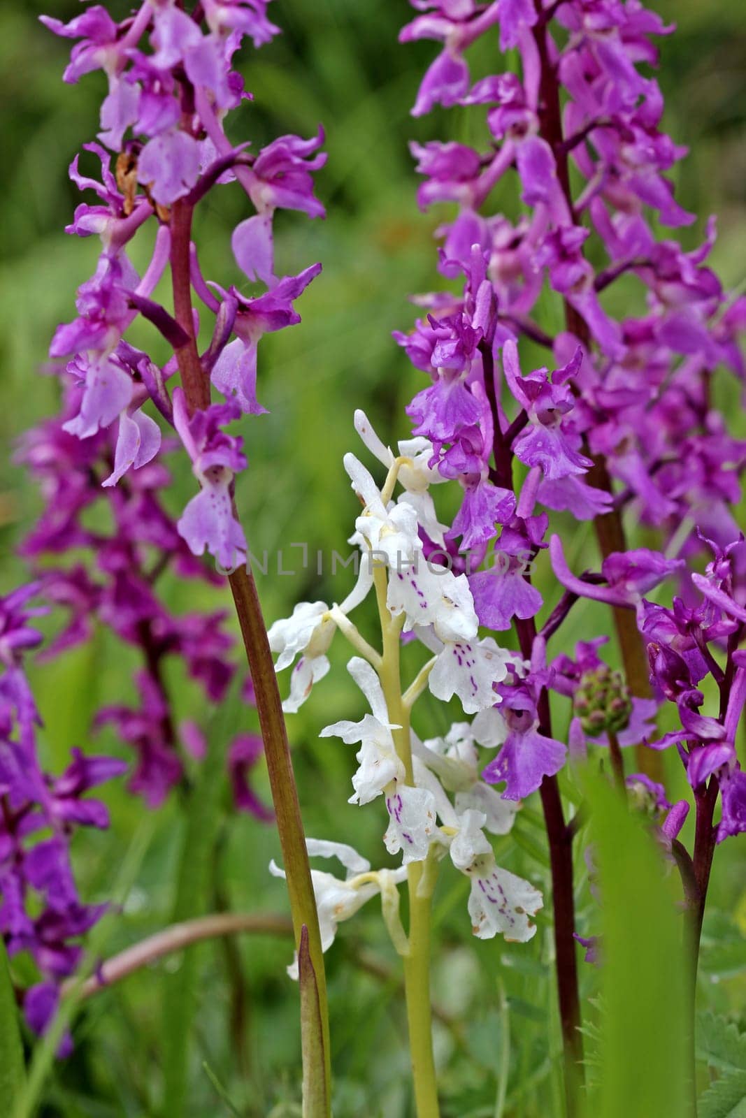 Albino orchid between purple male orchid