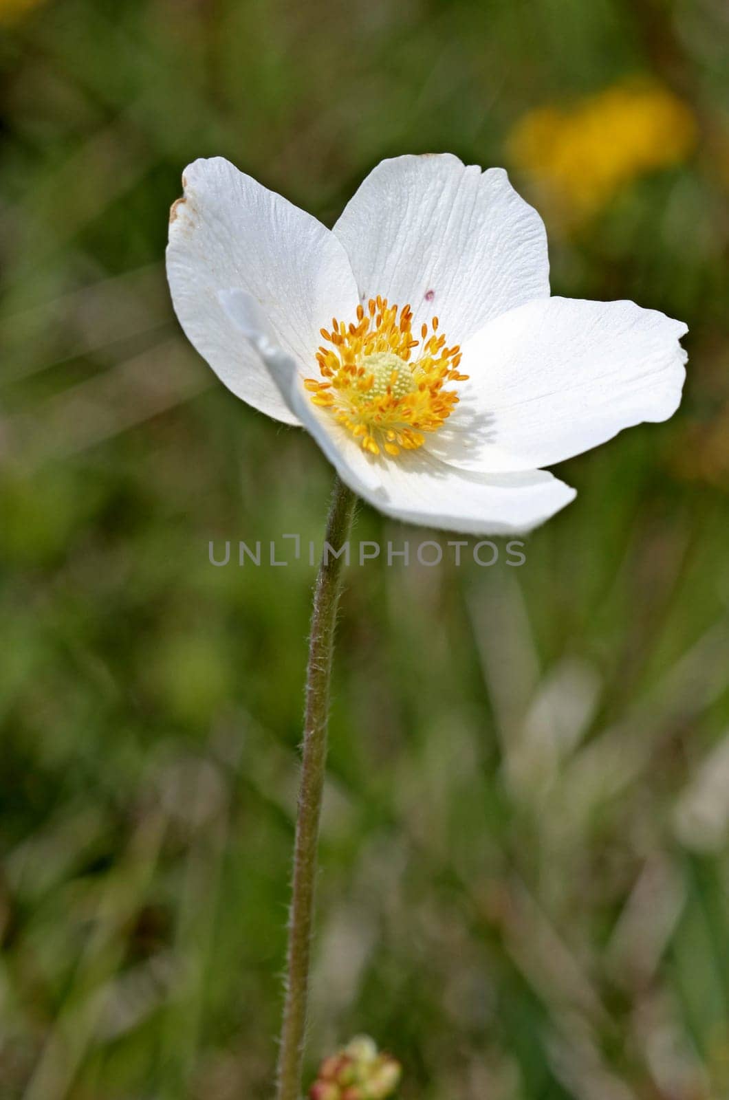 Anemone sylvestris on the Dörnberg