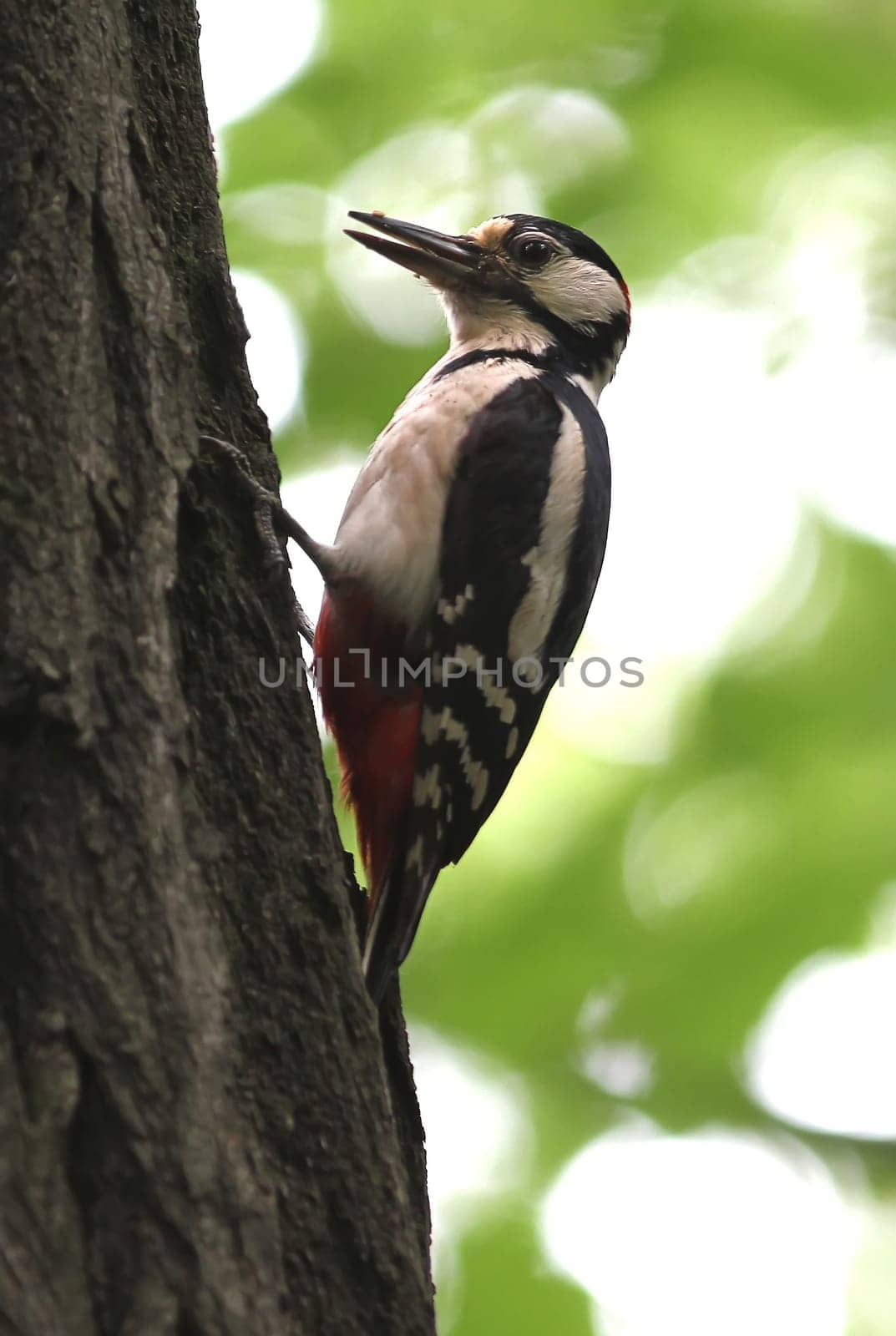 The Great Spotted Woodpecker (Dendrocopos major)