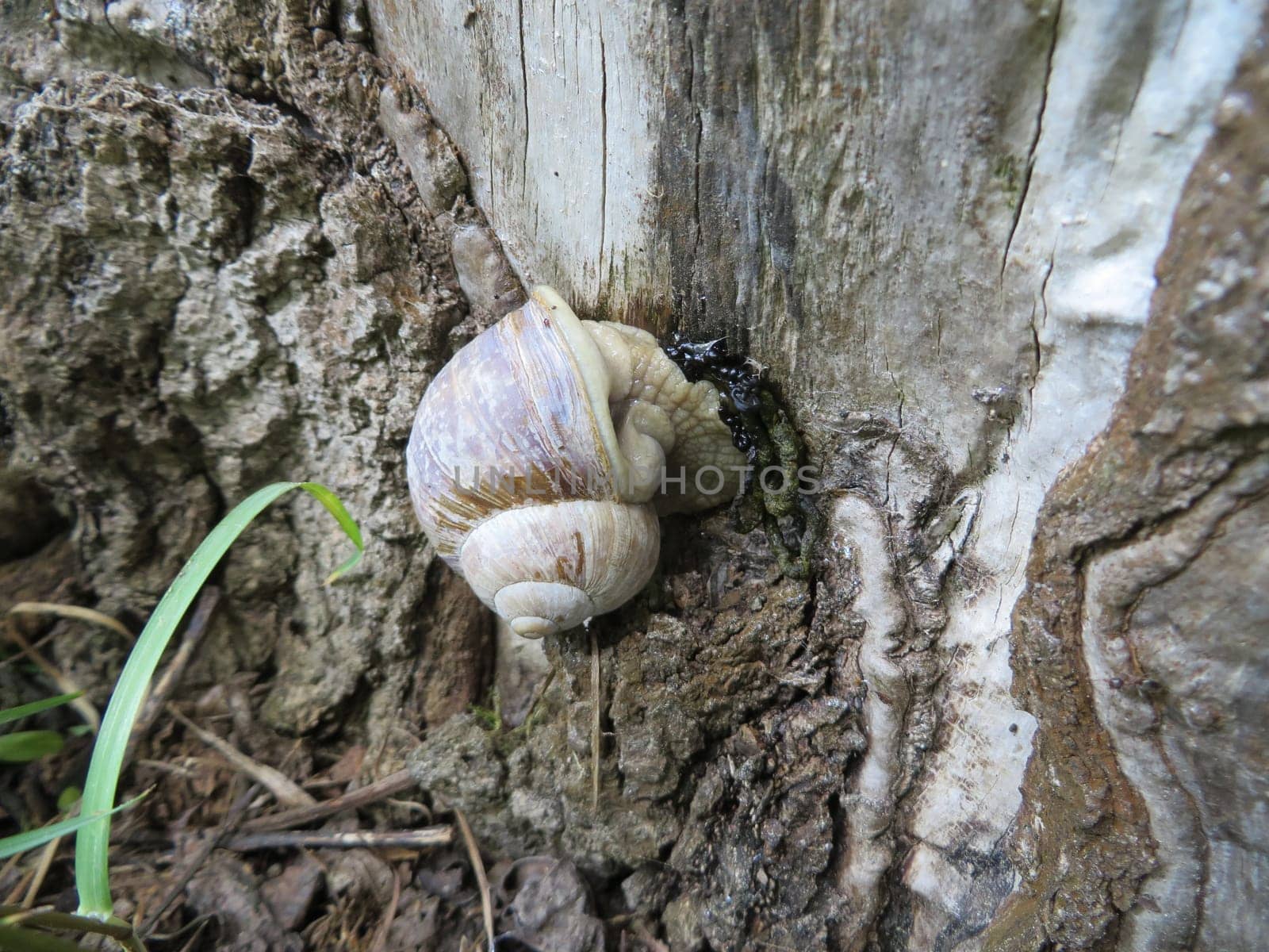 Vineyard snail - Helix pomatia