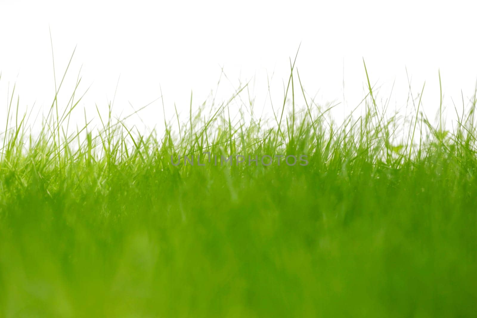 Grass against a white background