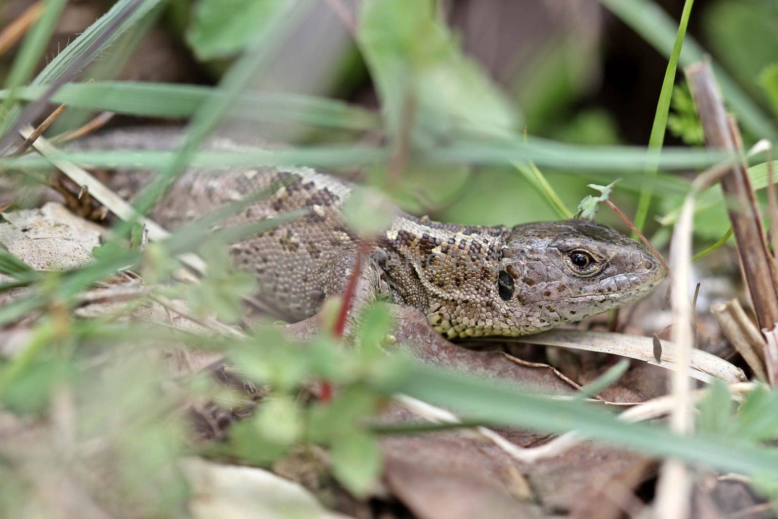 Female sand lizard (Lacerta agilis)