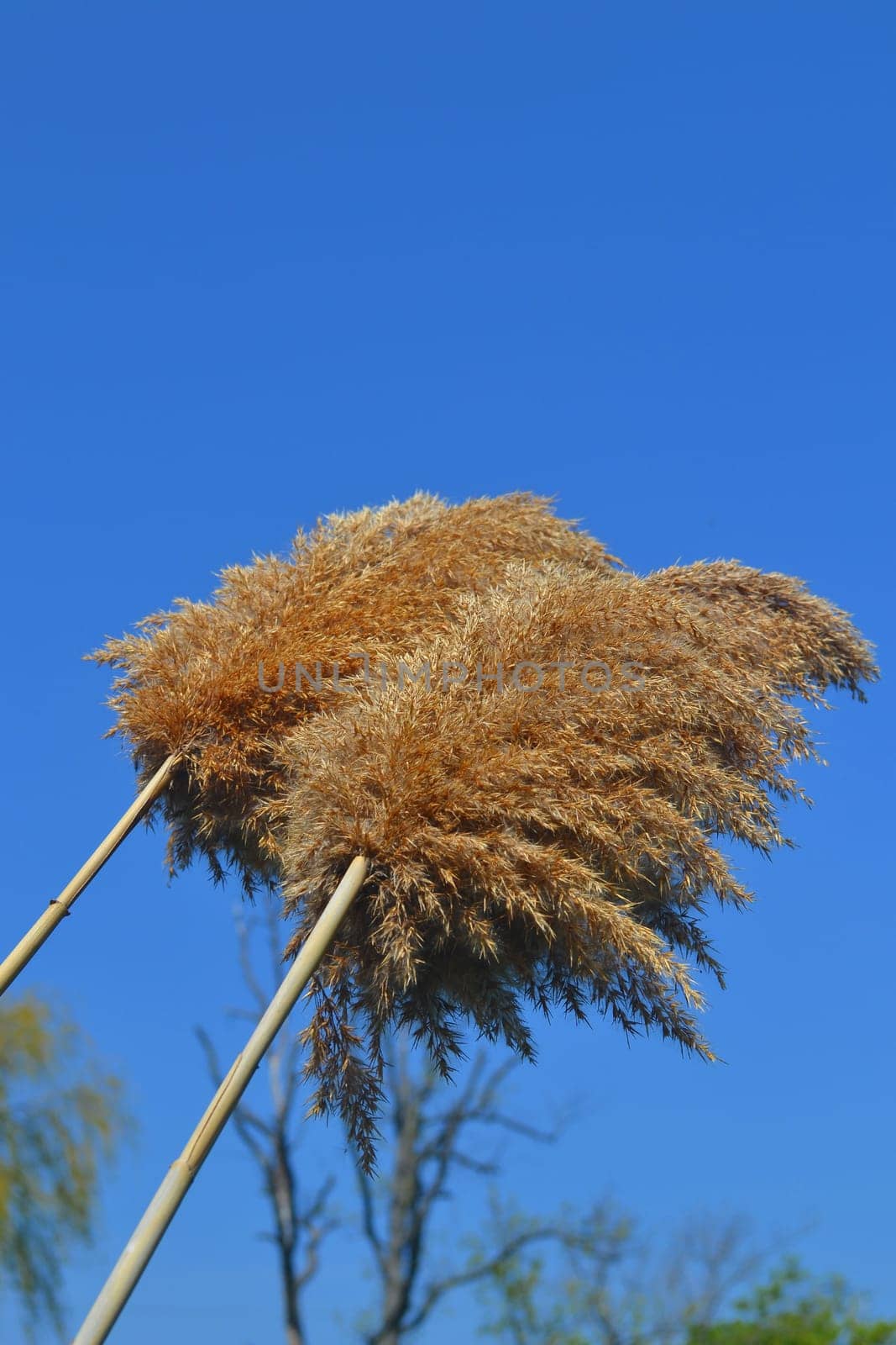 Two nice golden reed, dried from the year before against a gorgeous blue sky.
