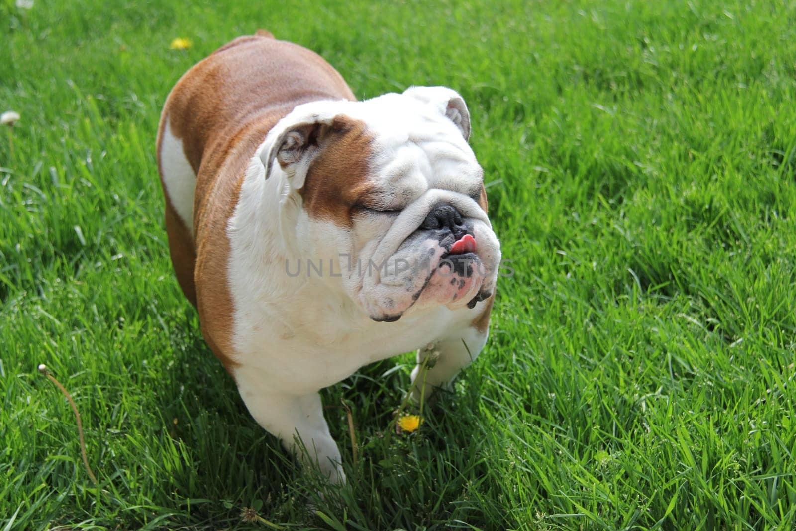 funny dog