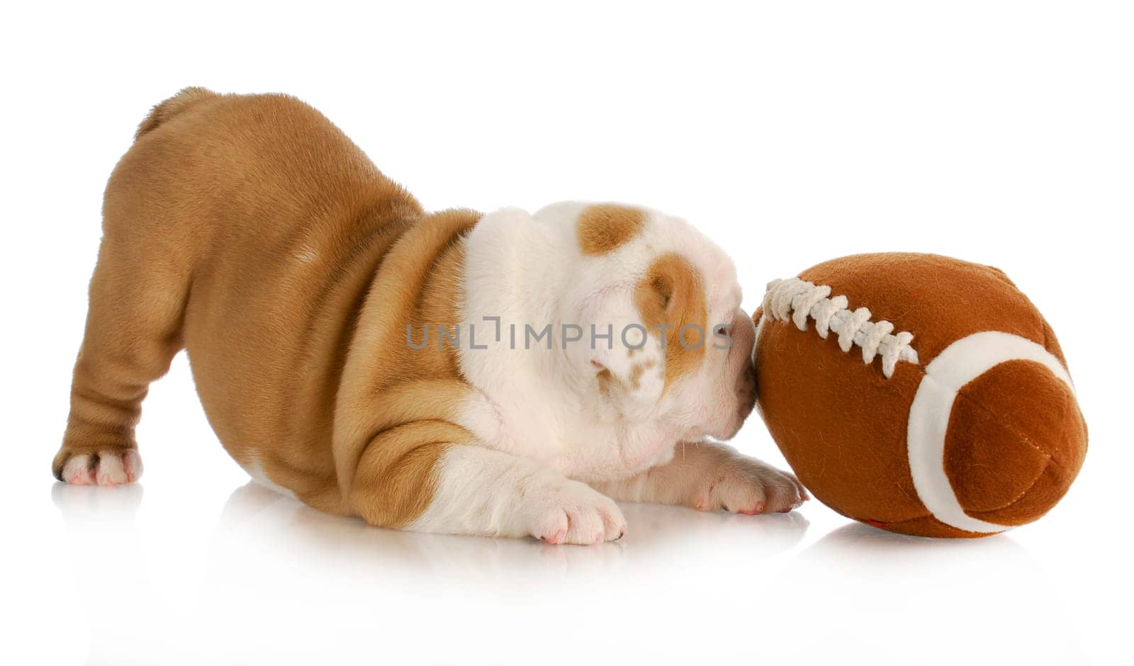 playful puppy - english bulldog puppy playing with football