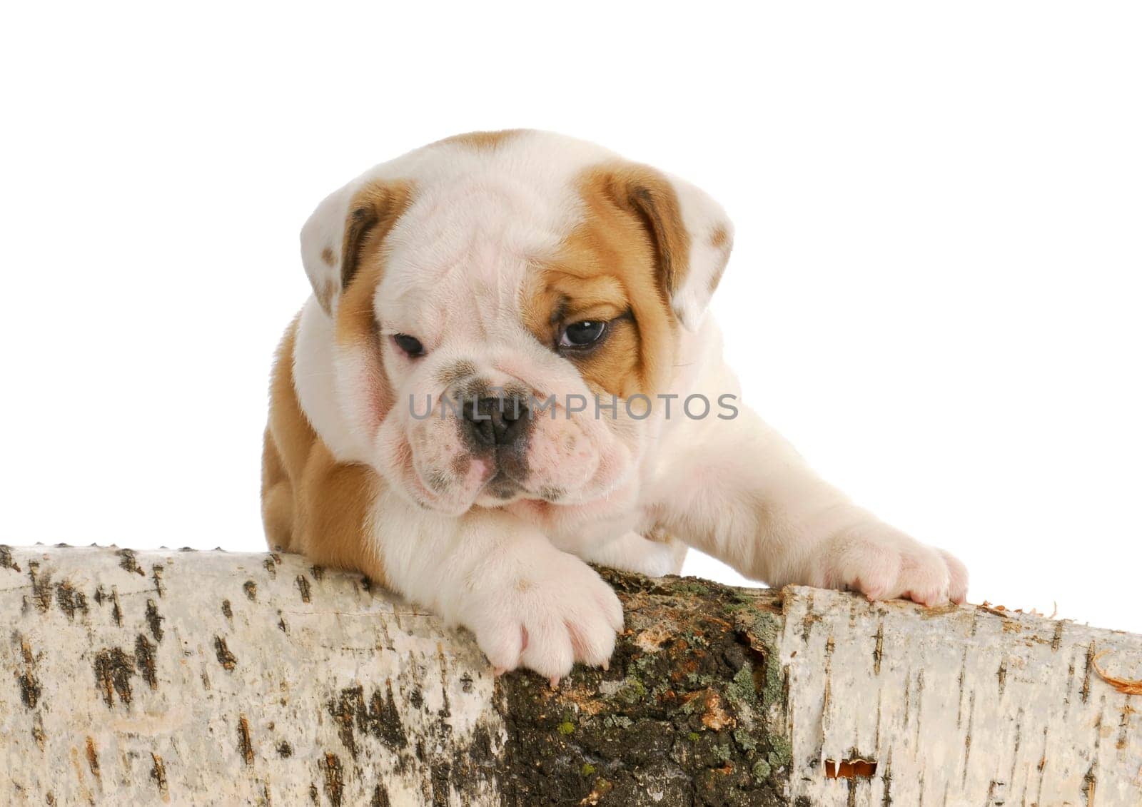 outdoor puppy - english bulldog puppy climbing on wood