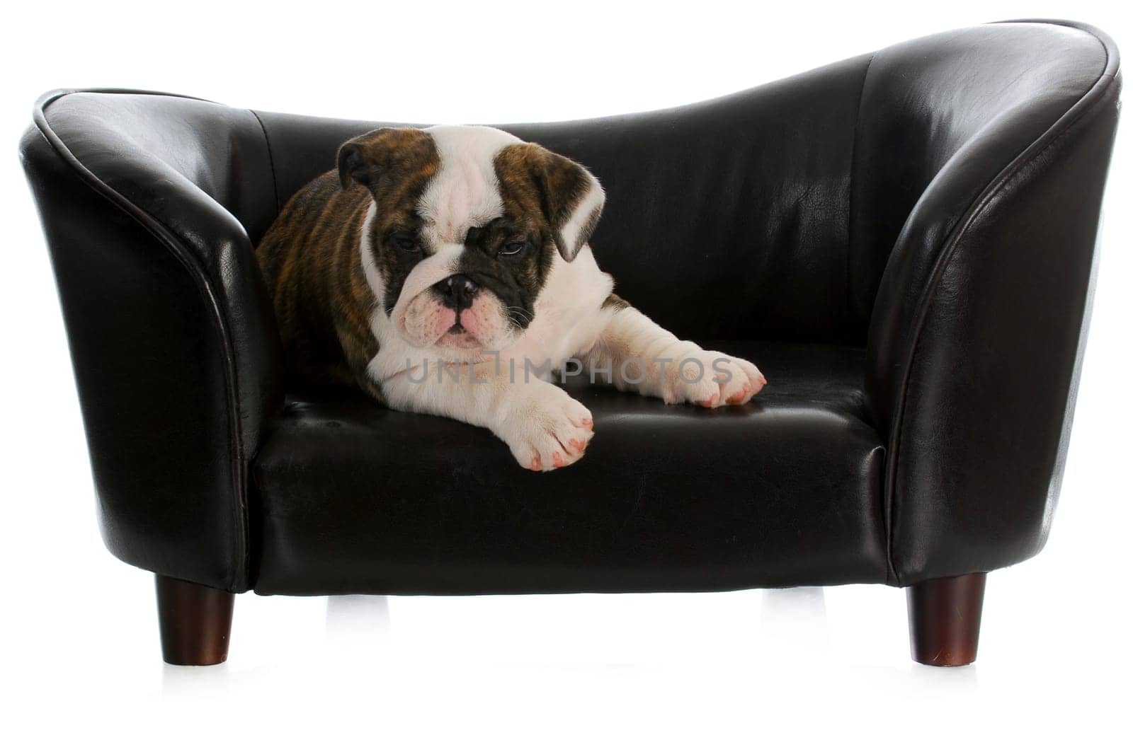dog on couch - english bulldog puppy laying on dog couch with reflection on white background