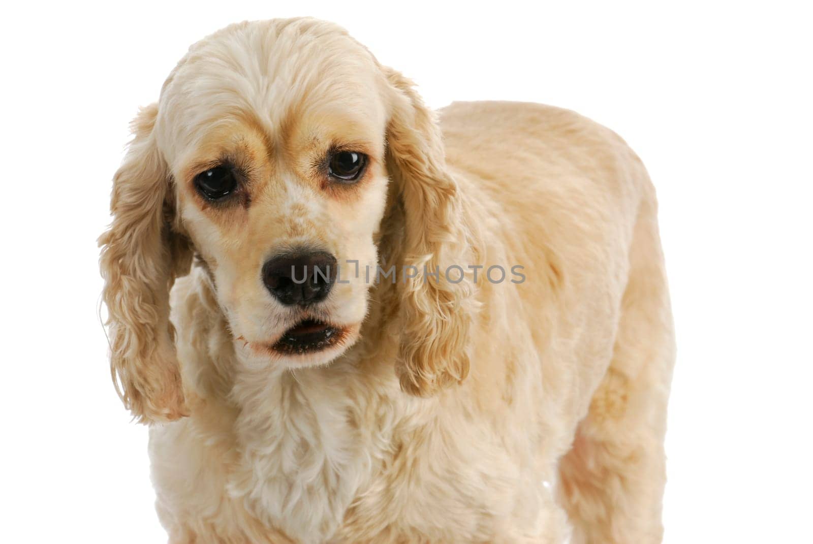 senior dog - american cocker spaniel senior standing on white background