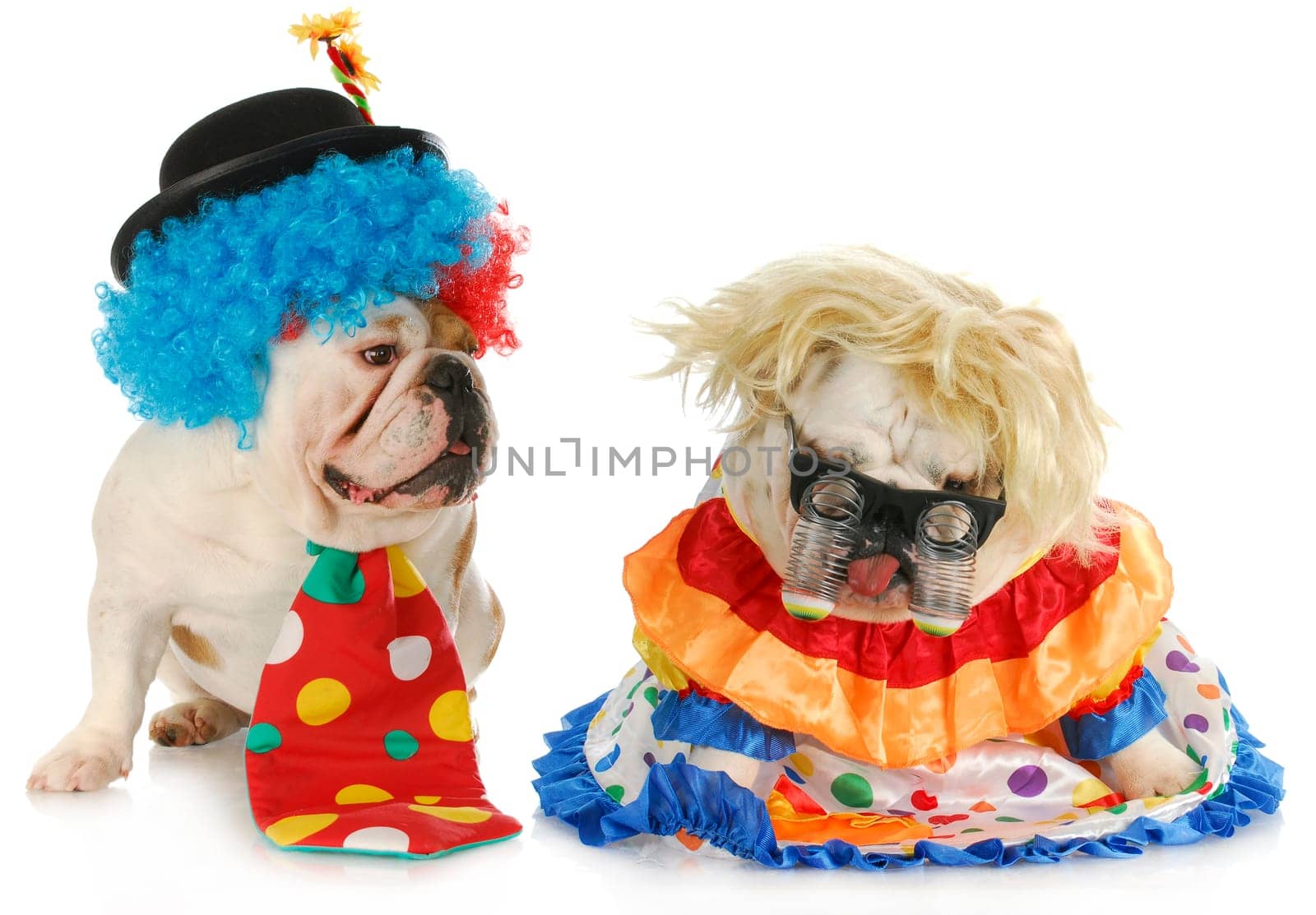 dog clowns - male and female english bulldog clowns on white background