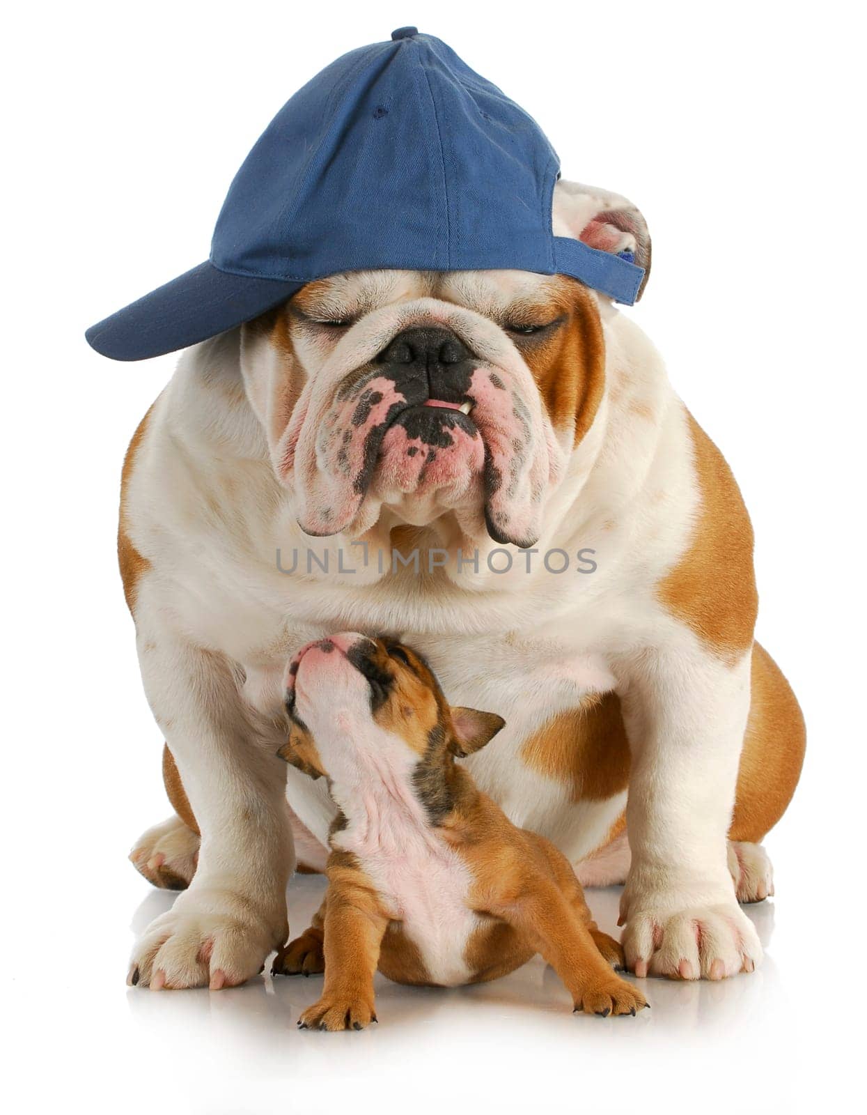 father and son - english bulldog father and four week old son sitting on white background