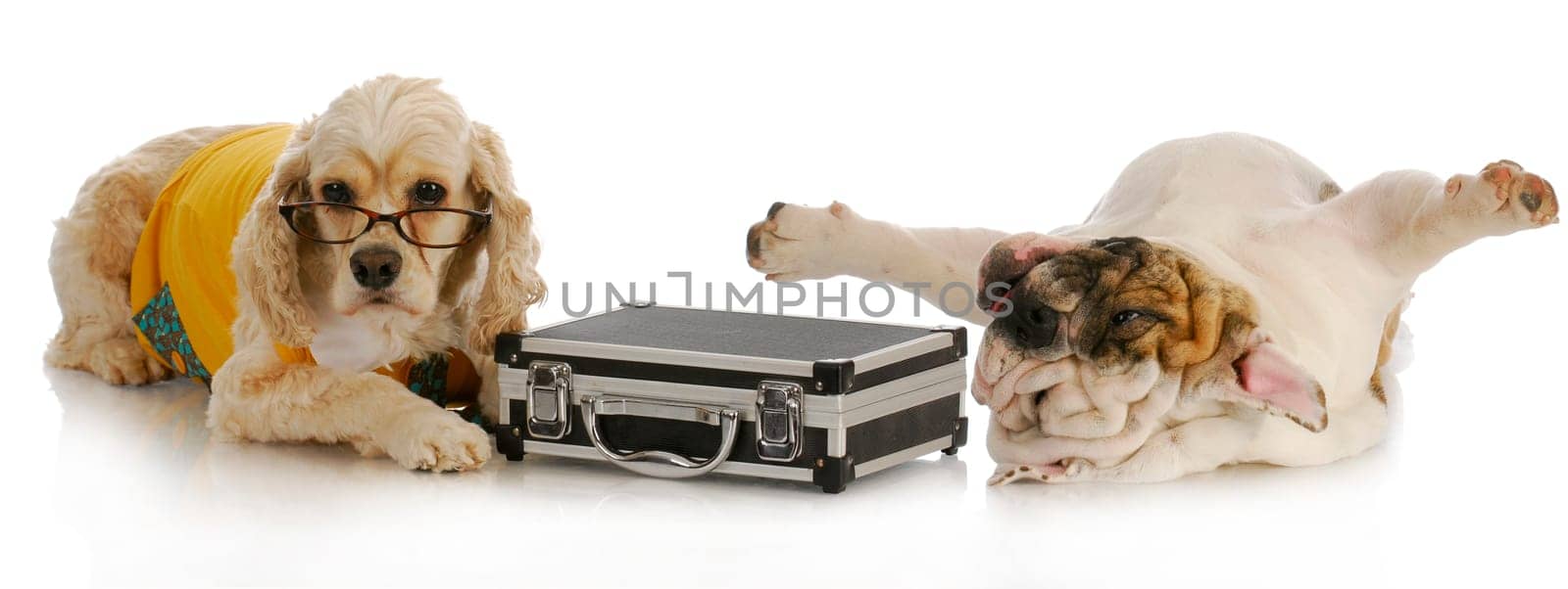 stressful business deal - cocker spaniel with briefcase laying beside stressed english bulldog on white background