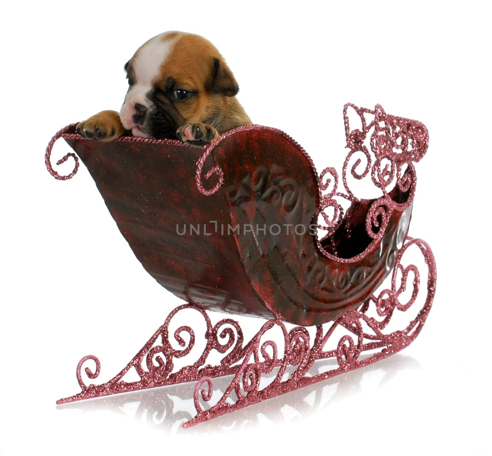 puppy in a sleigh - english bulldog puppy sitting in festive sleigh - 4 weeks old