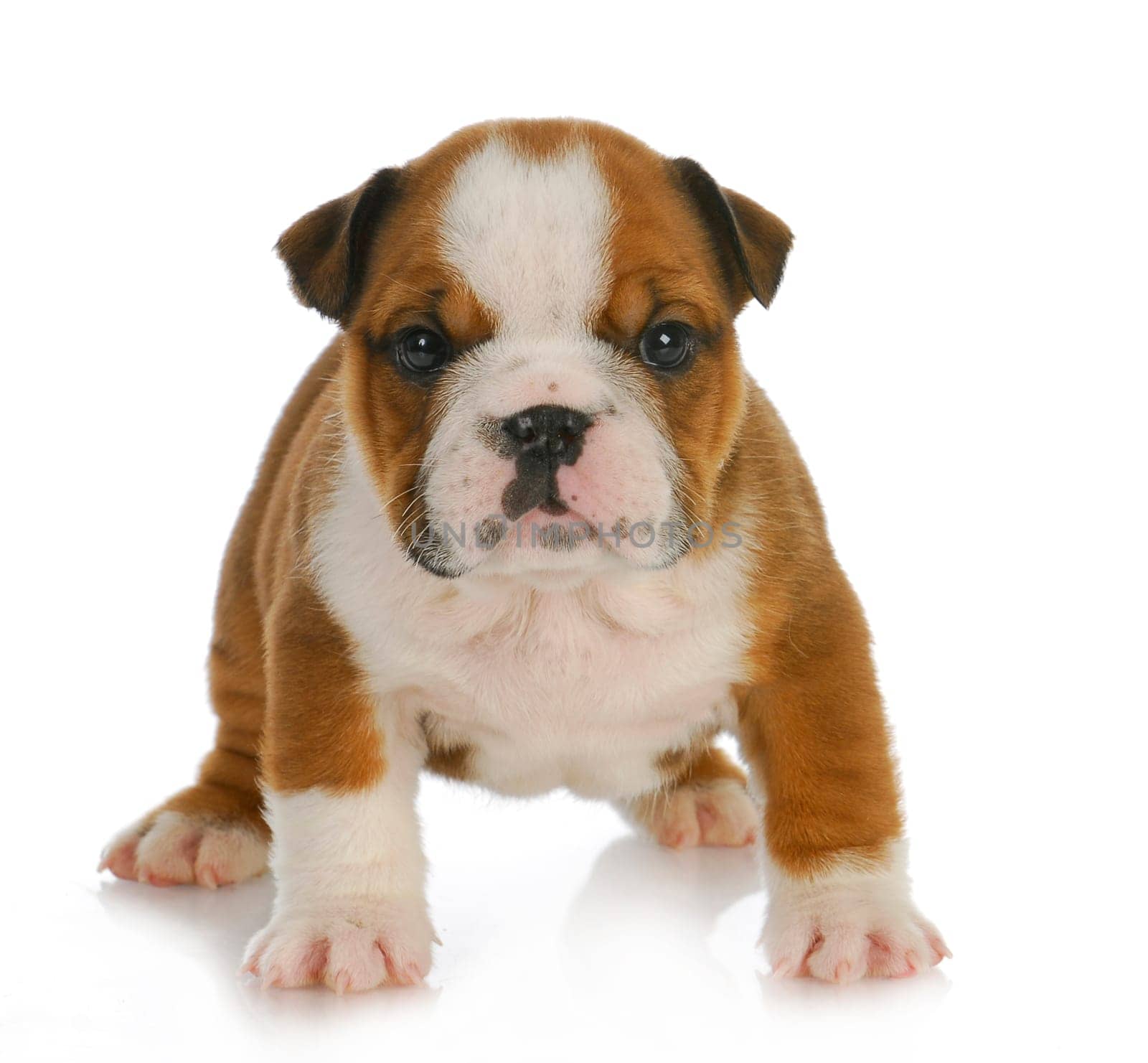 cute puppy - six week old english bulldog puppy looking at viewer