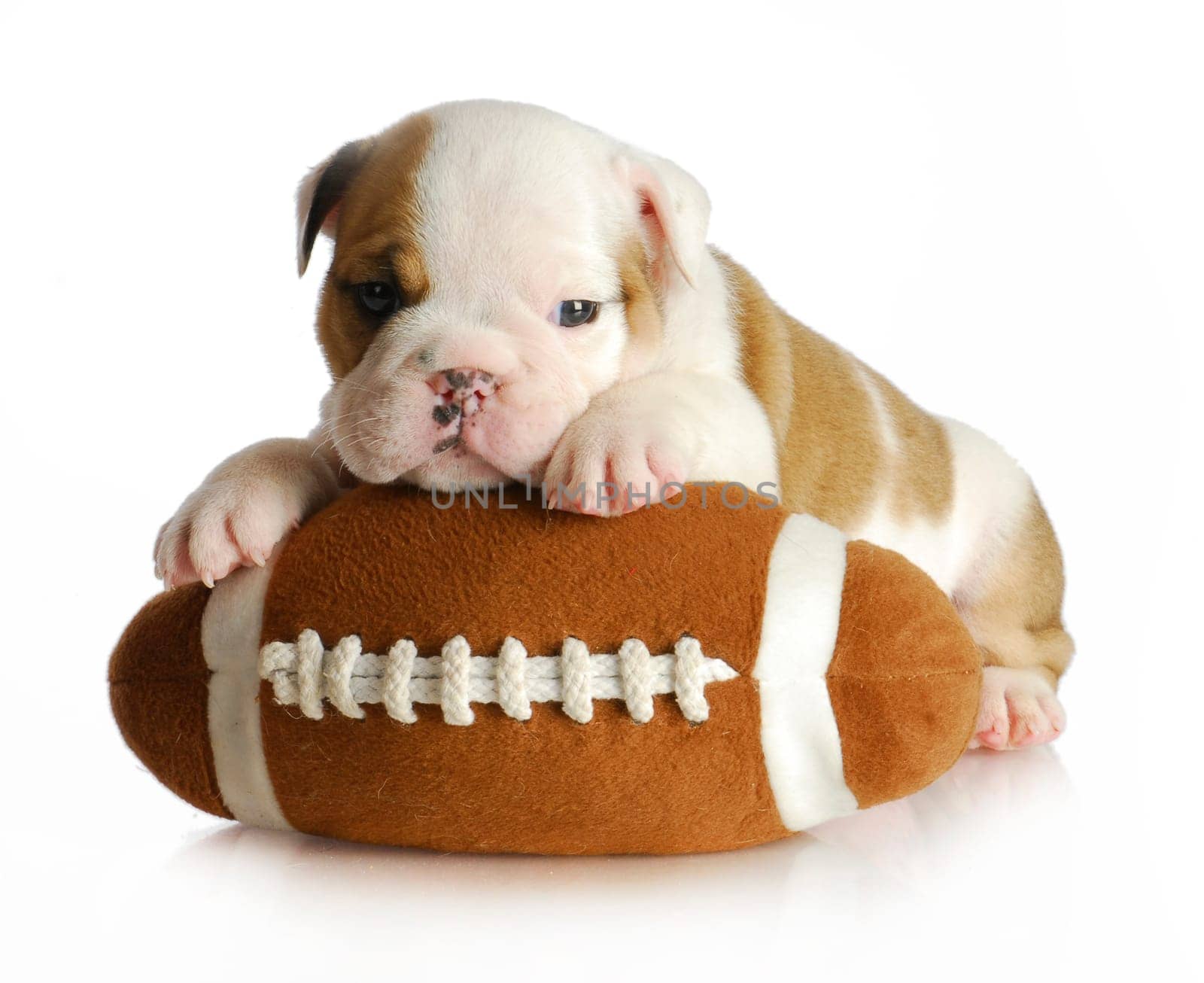 cute puppy with stuffed football - english bulldog 5 weeks old