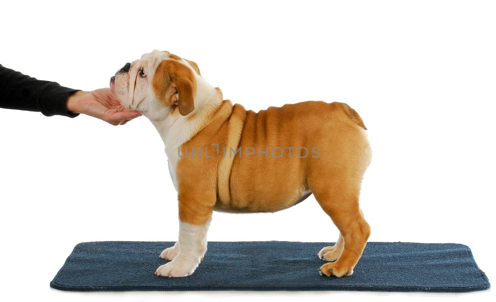 stacking show puppy - english bulldog show puppy being stacked on a blue carpet