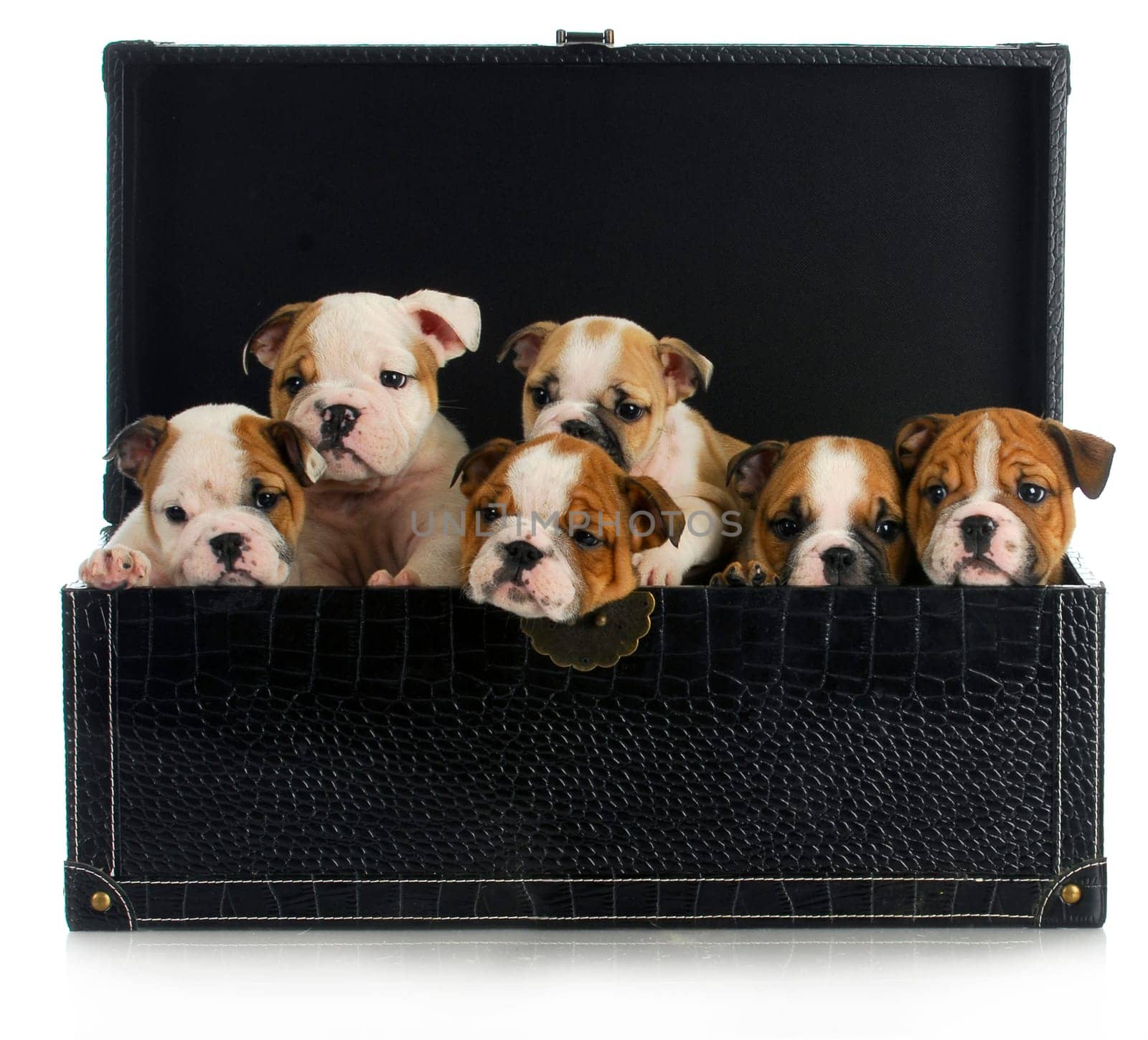 litter of puppies - six english bulldog puppies in a leather chest