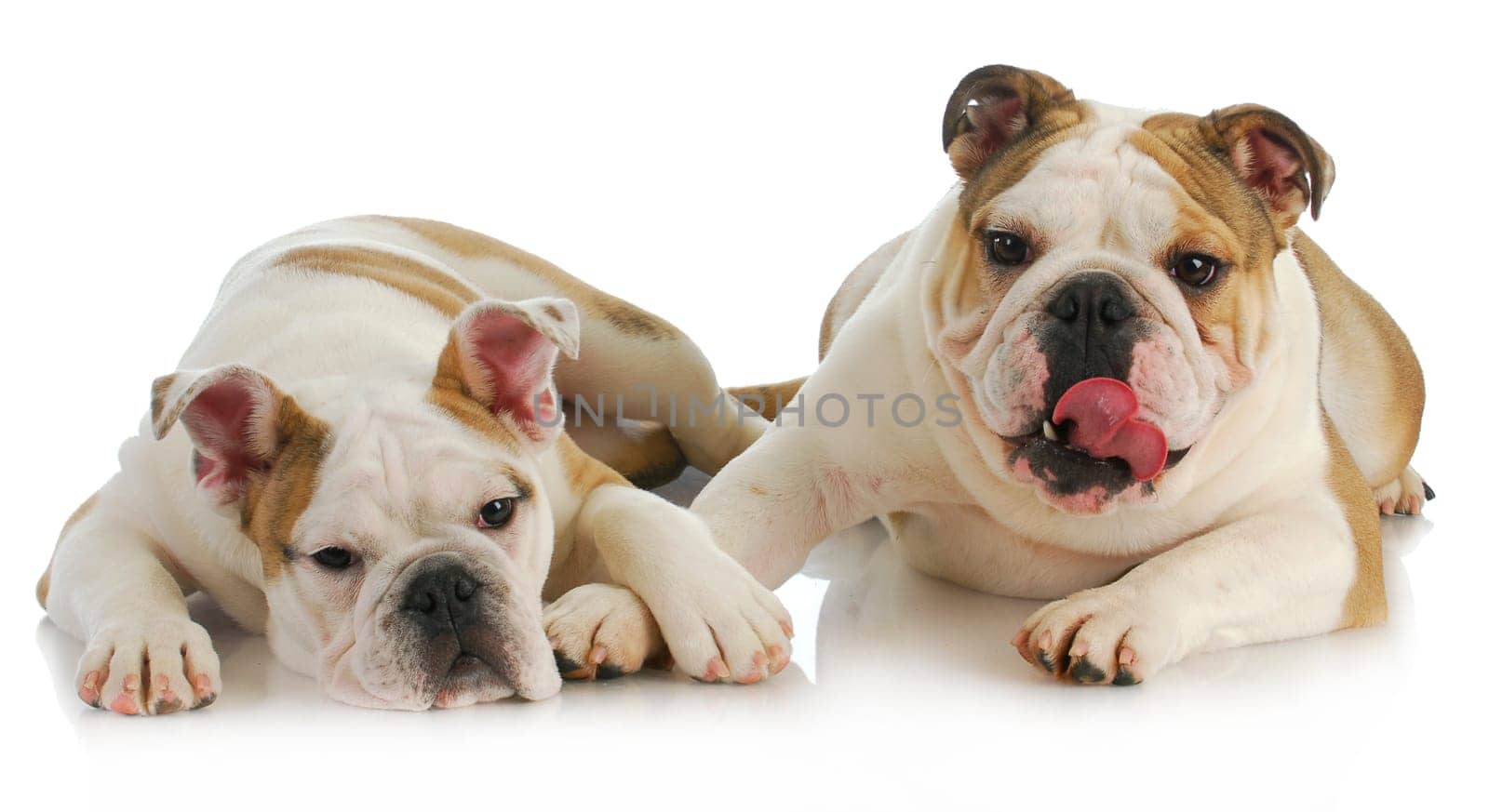 puppy love - english bulldog comforting another on white background