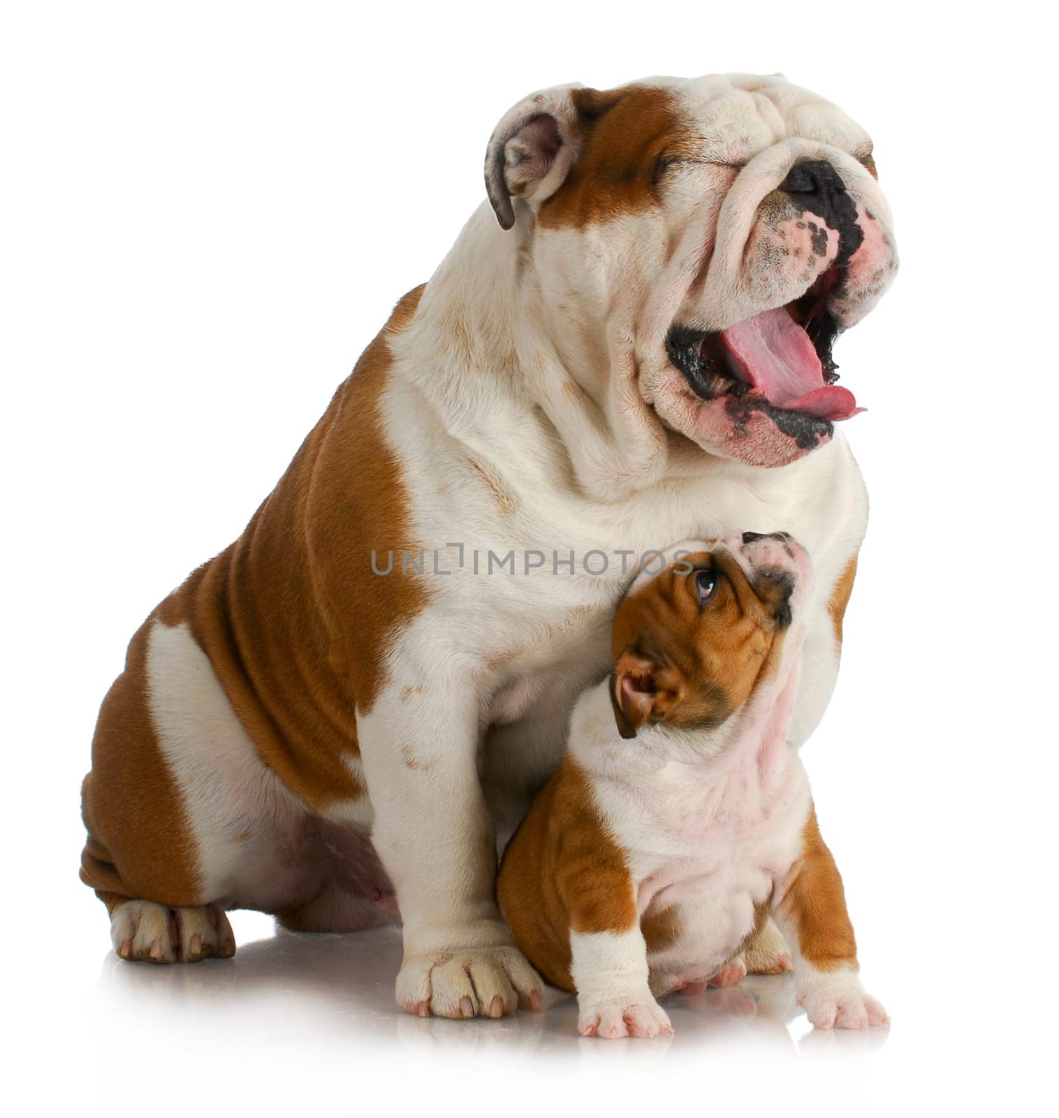 father and son dogs - english bulldog puppy looking up at adult yawing on white background