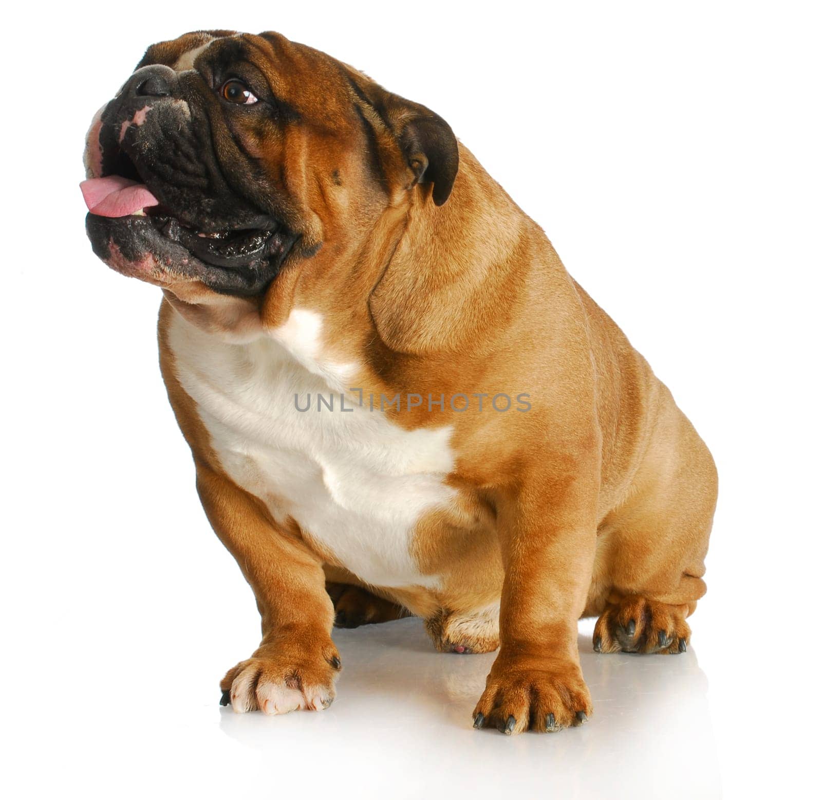 english bulldog sitting looking up on white background