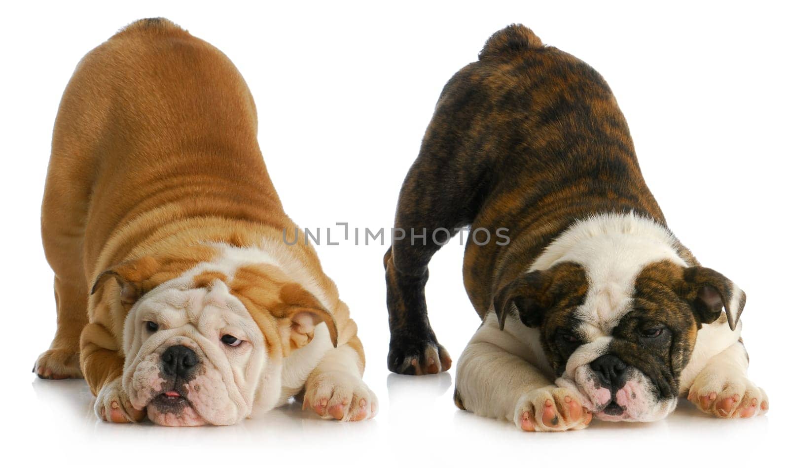 two playful puppies - english bulldogs with their bums in the air
