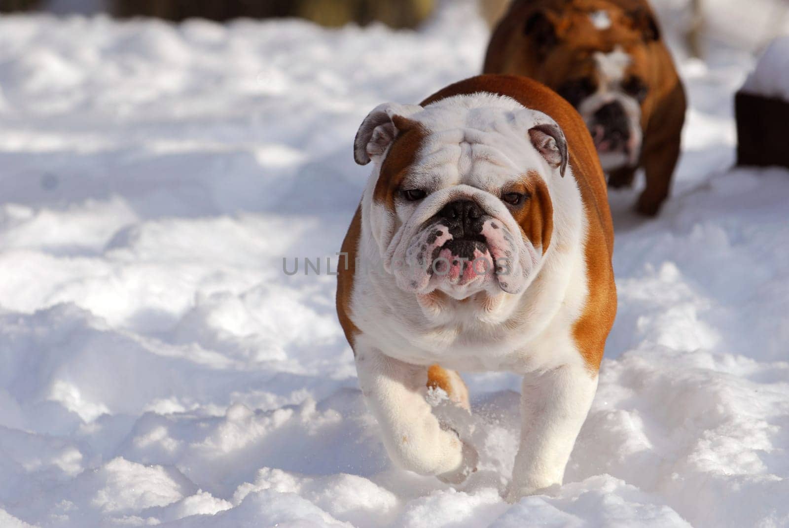 dog running in snow - two english bulldogs running