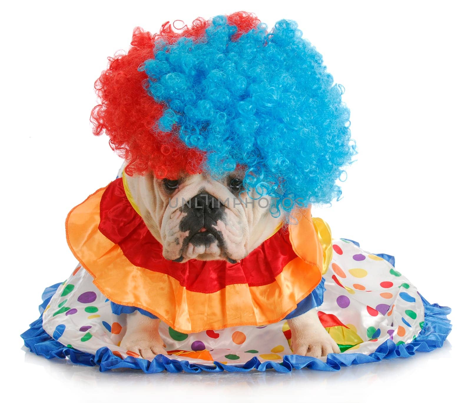 silly dog - english bulldog dressed up like a clown