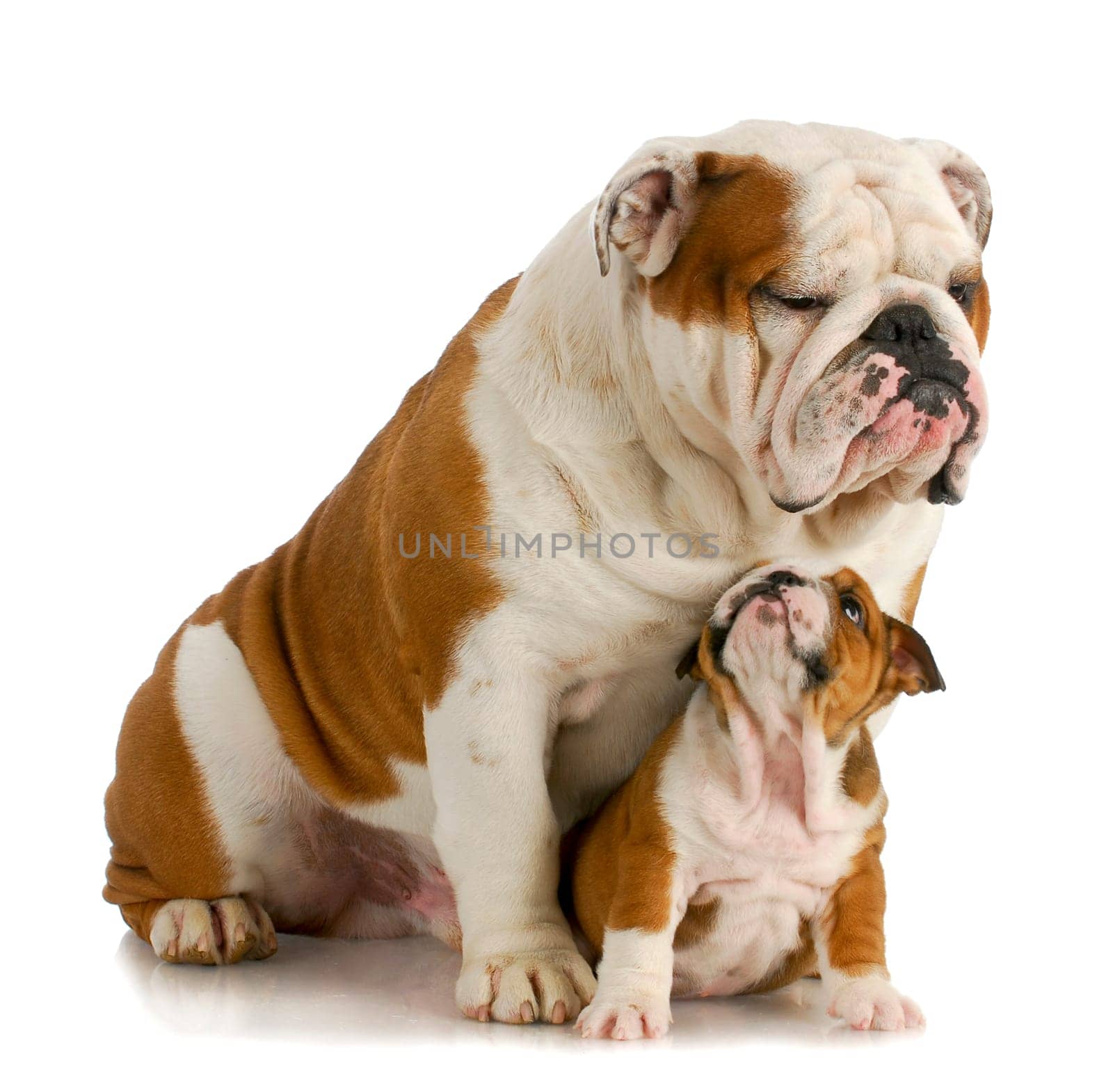 big and small dog - english bulldog father sitting with 8 week old puppy on white background