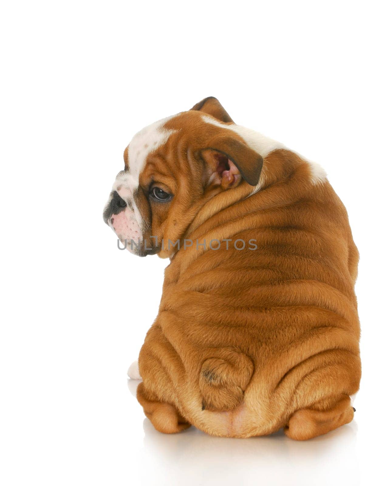 bulldog puppy looking over shoulder - 10 weeks old