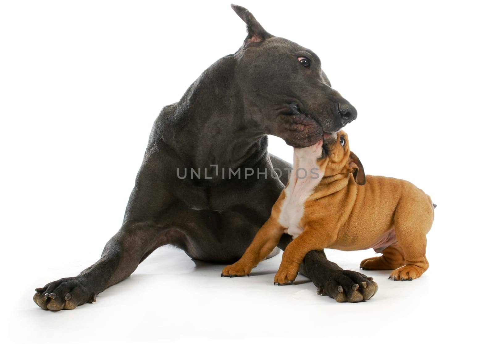big and small dogs - great dane playing with small bulldog puppy