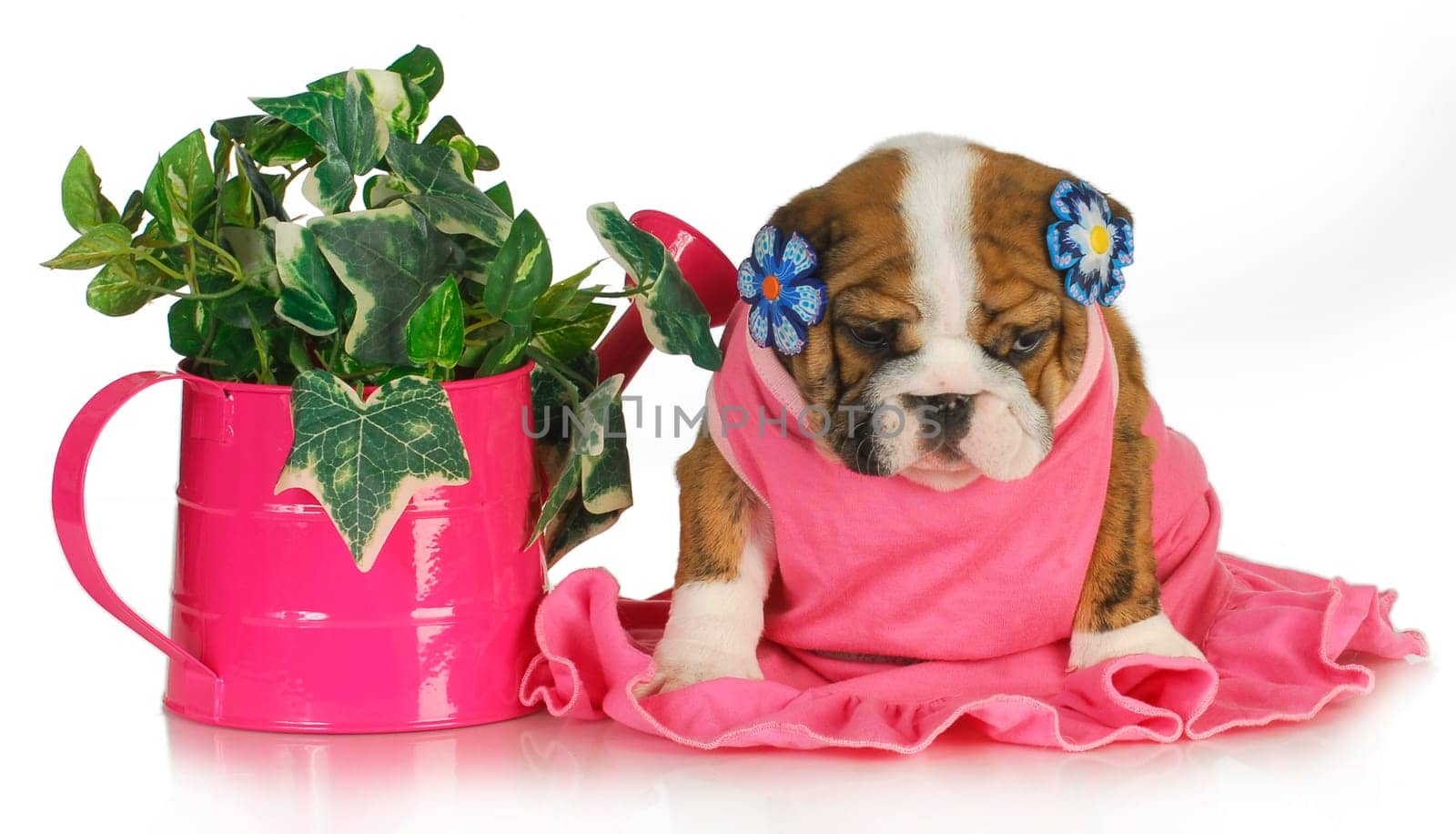 spring puppy - female english bulldog puppy sitting beside watering can of ivy 7.5 weeks old