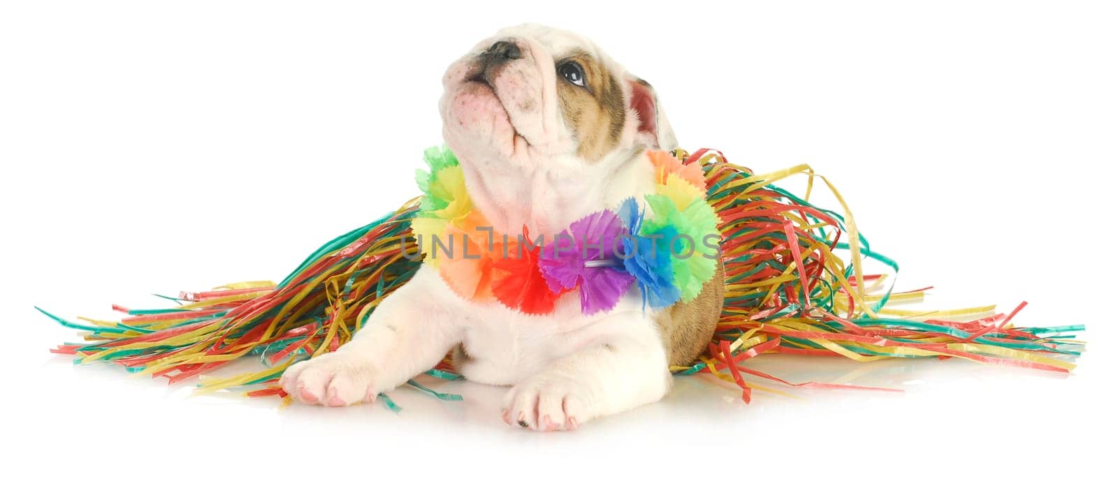 holdiay dog - english bulldog wearing hawaiian lei and skirt