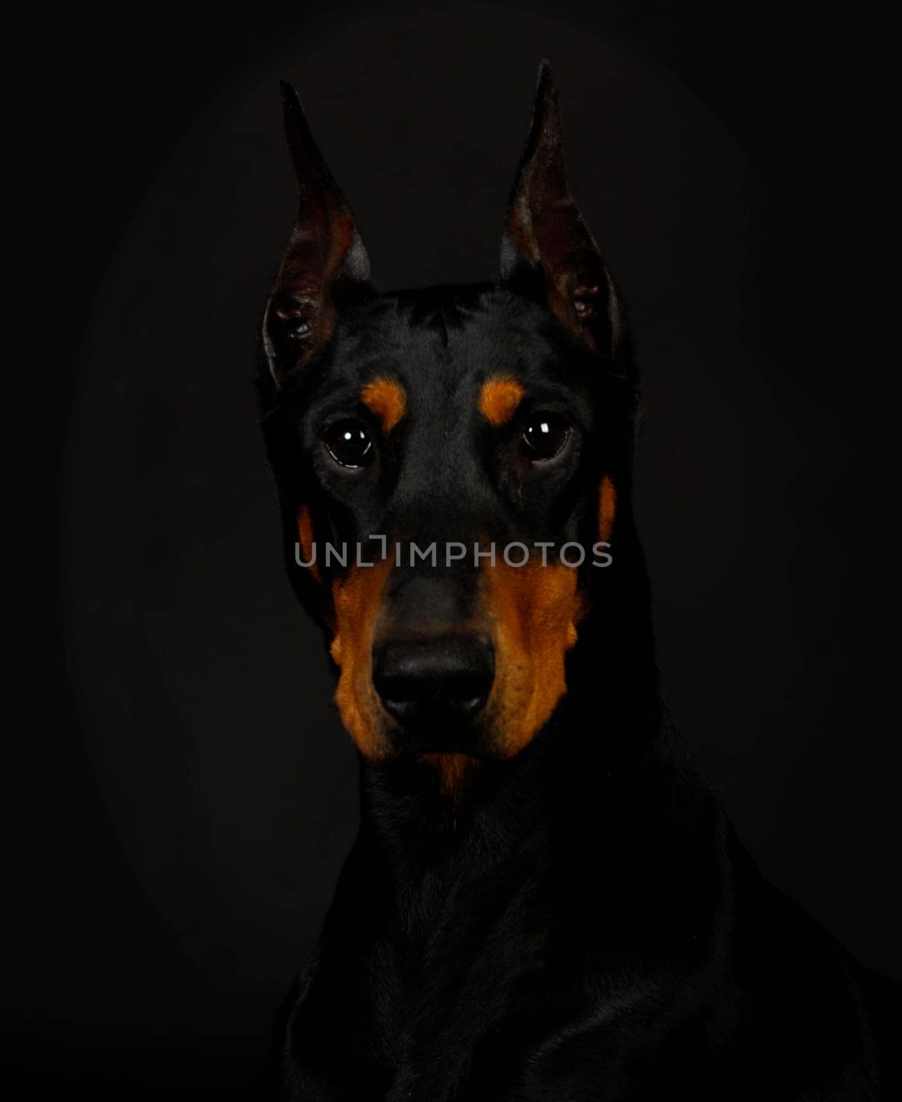 doberman pinscher head profile - female 3 years old