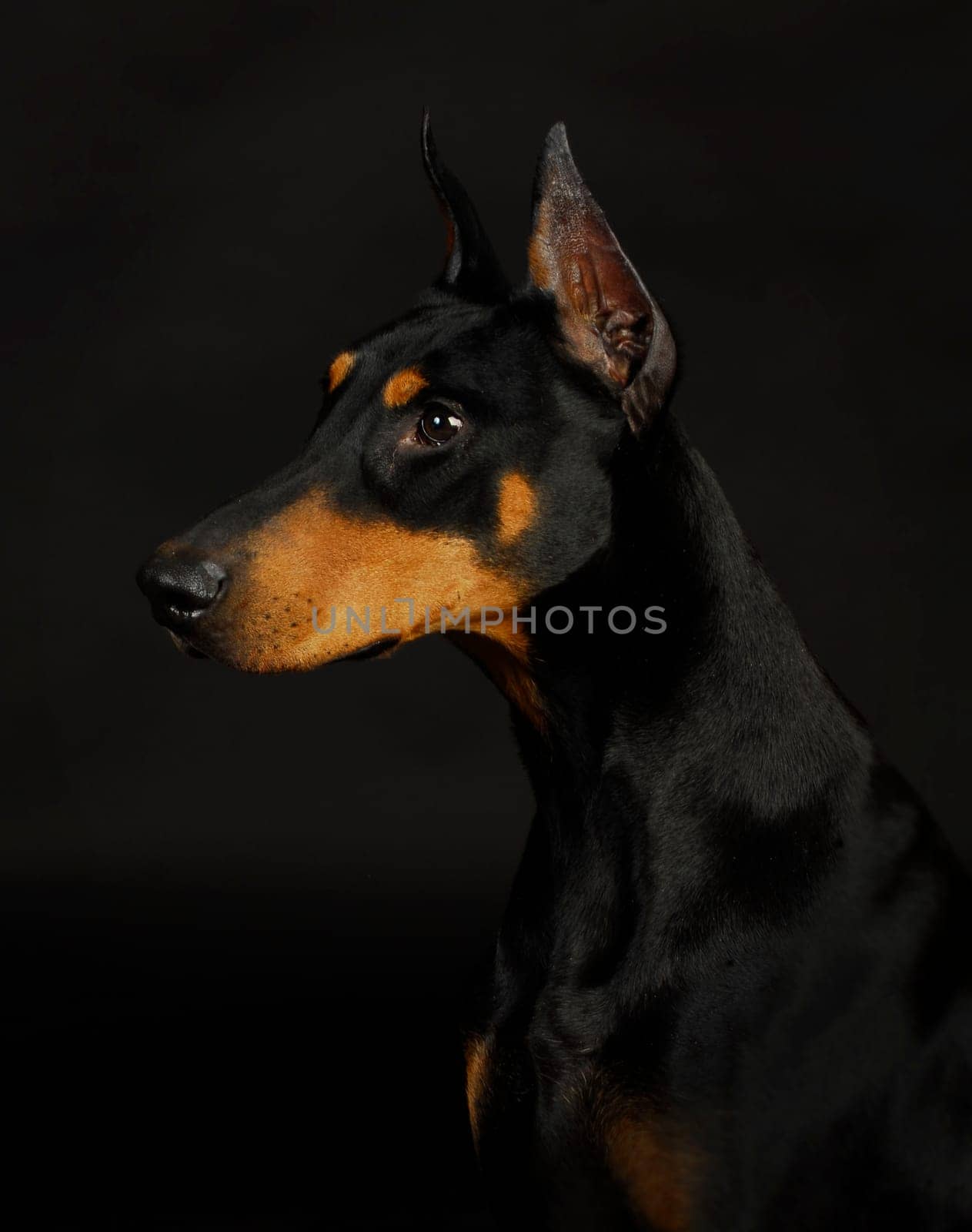 doberman pinscher  - female 3 years old