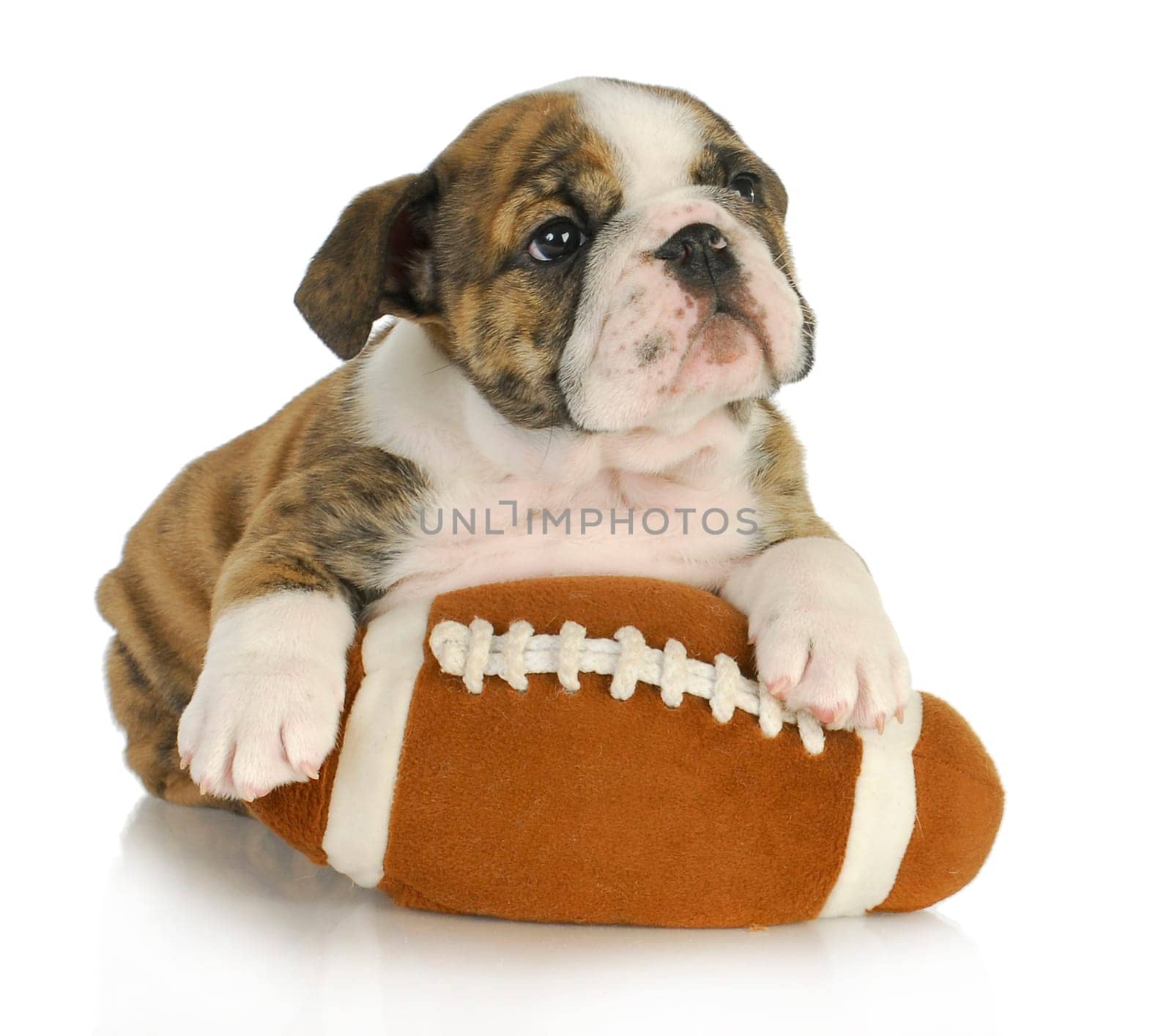 cute puppy with stuffed football - english bulldog 8 weeks old