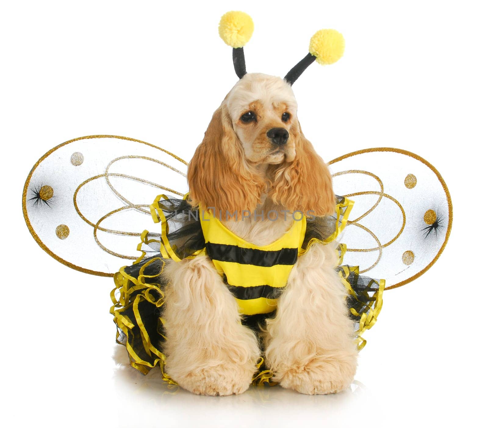 dog dressed like a bee - american cocker spaniel wearing a bumble bee costume