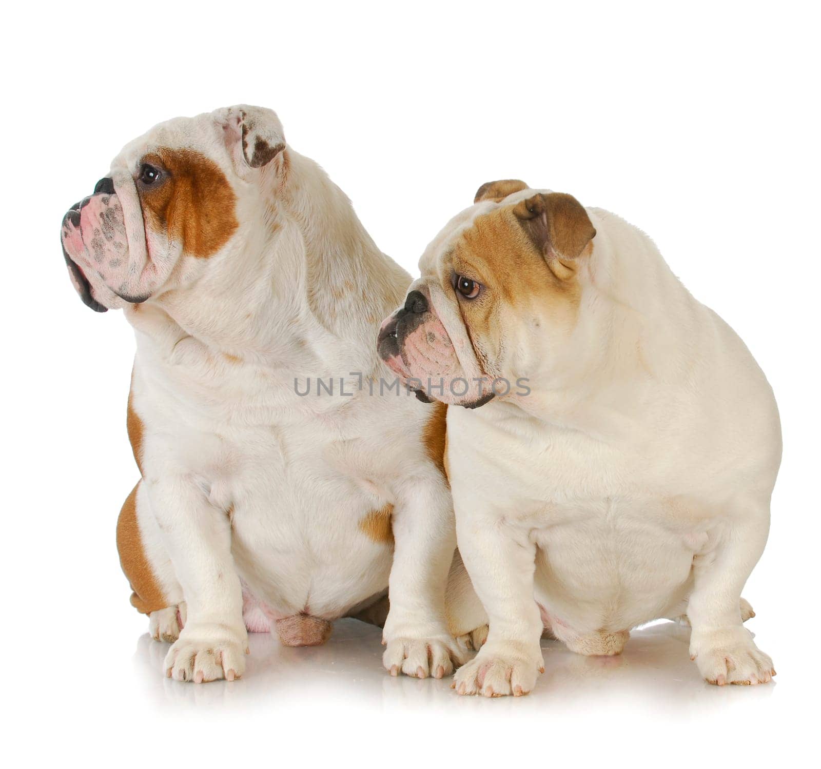 two male bulldogs father and son at 2.5 and 1 year old