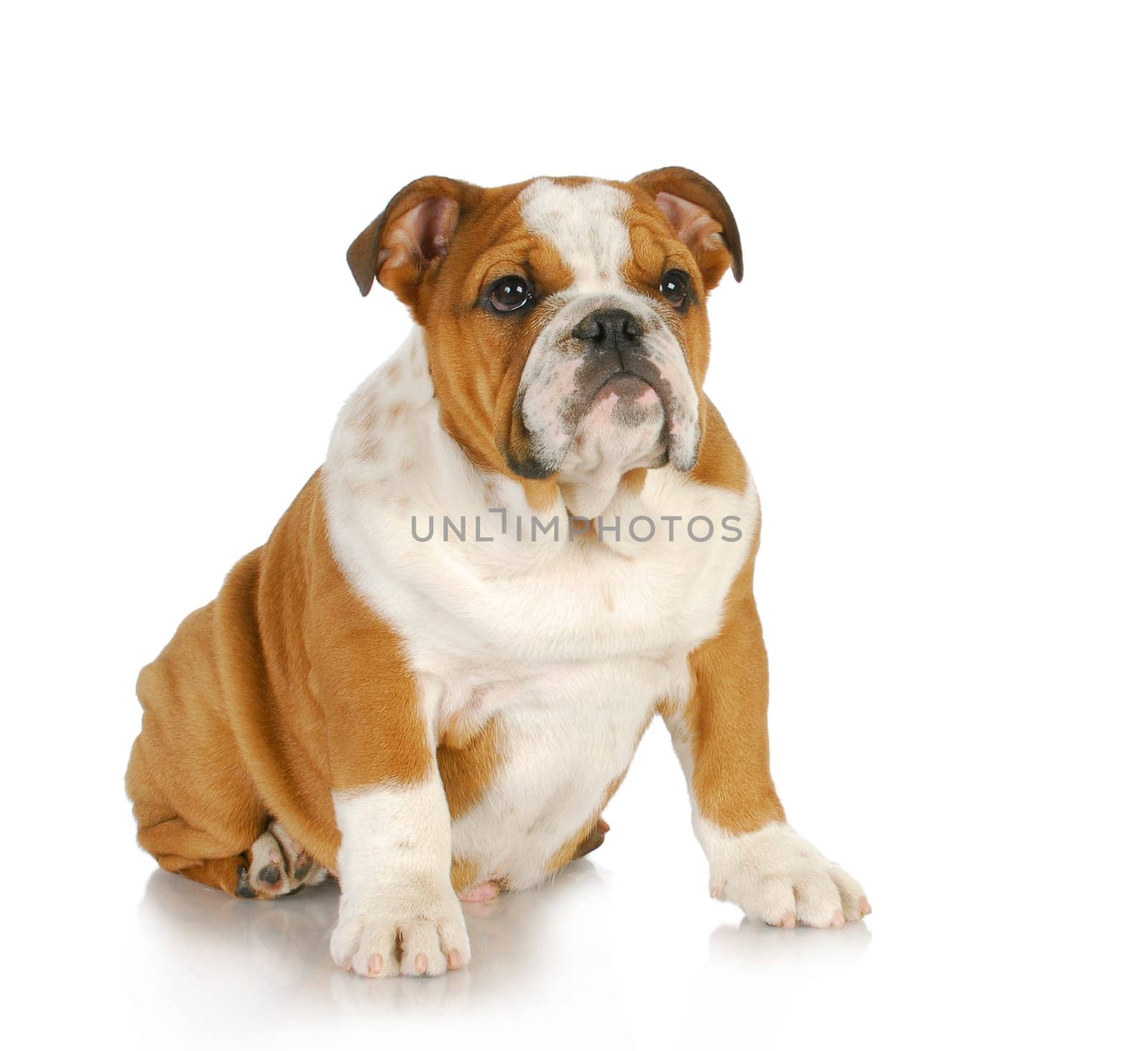 cute puppy - english bulldog puppy - 4 months old